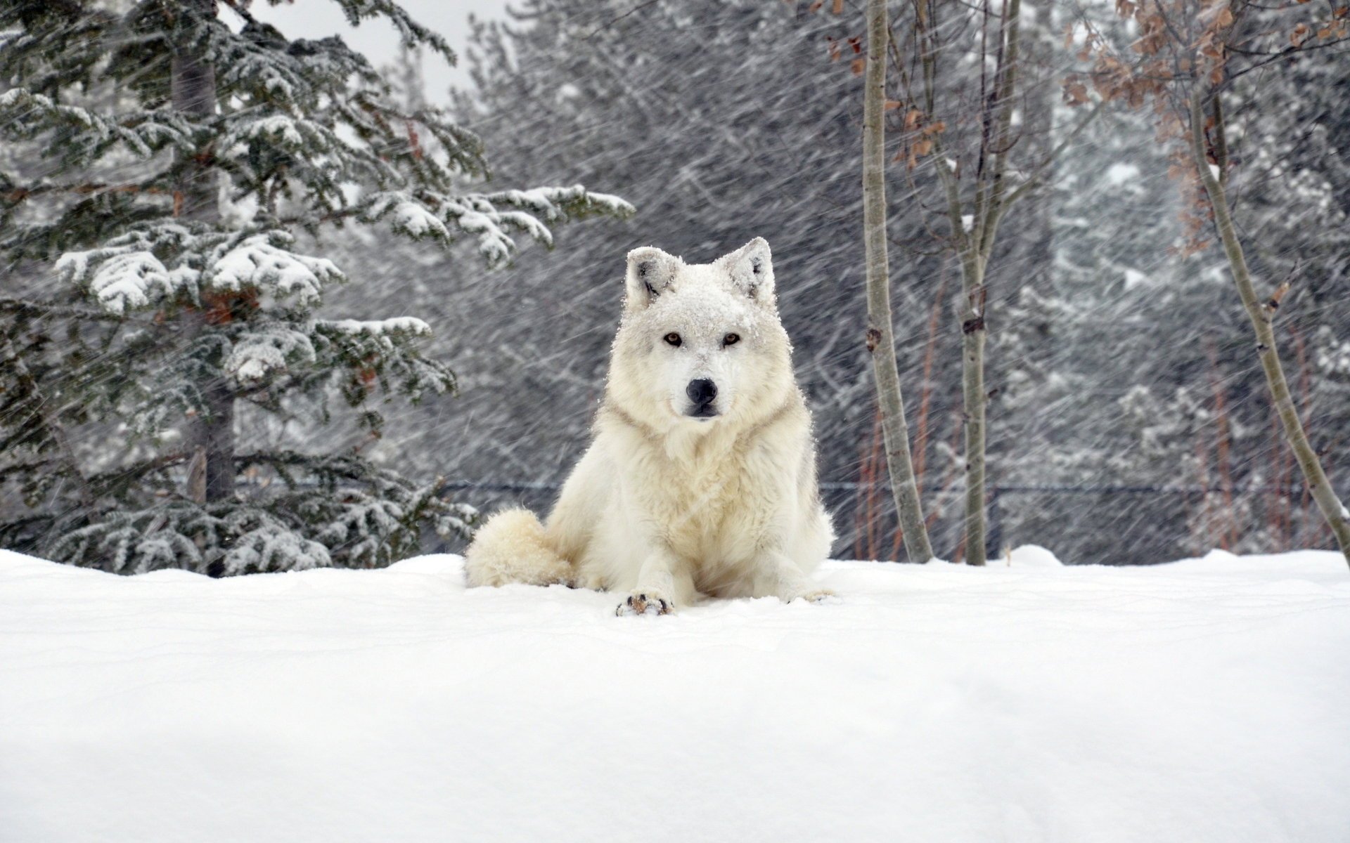 dog snow winter