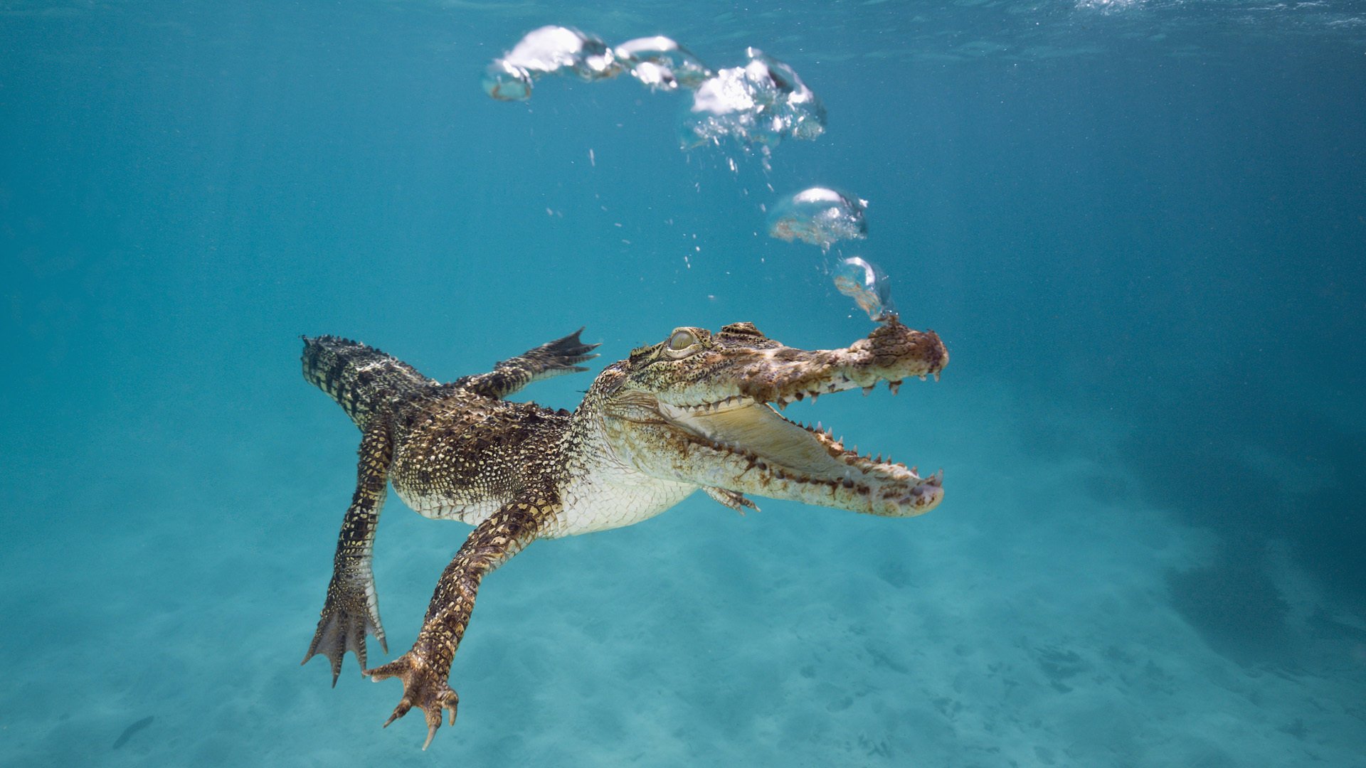 crocodile australie nage bouche bulles sous l eau