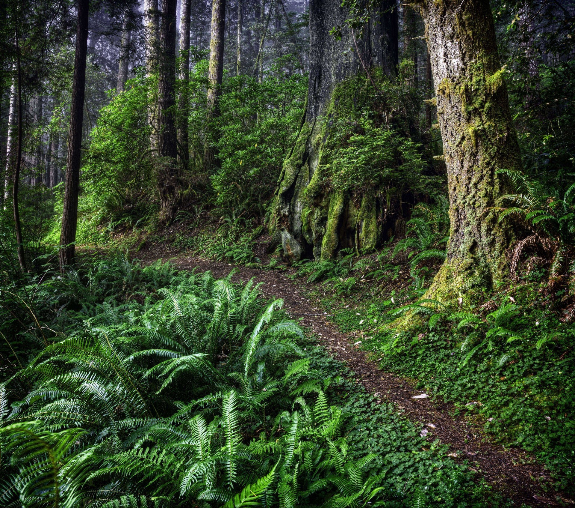 arbres nature forêt sentier