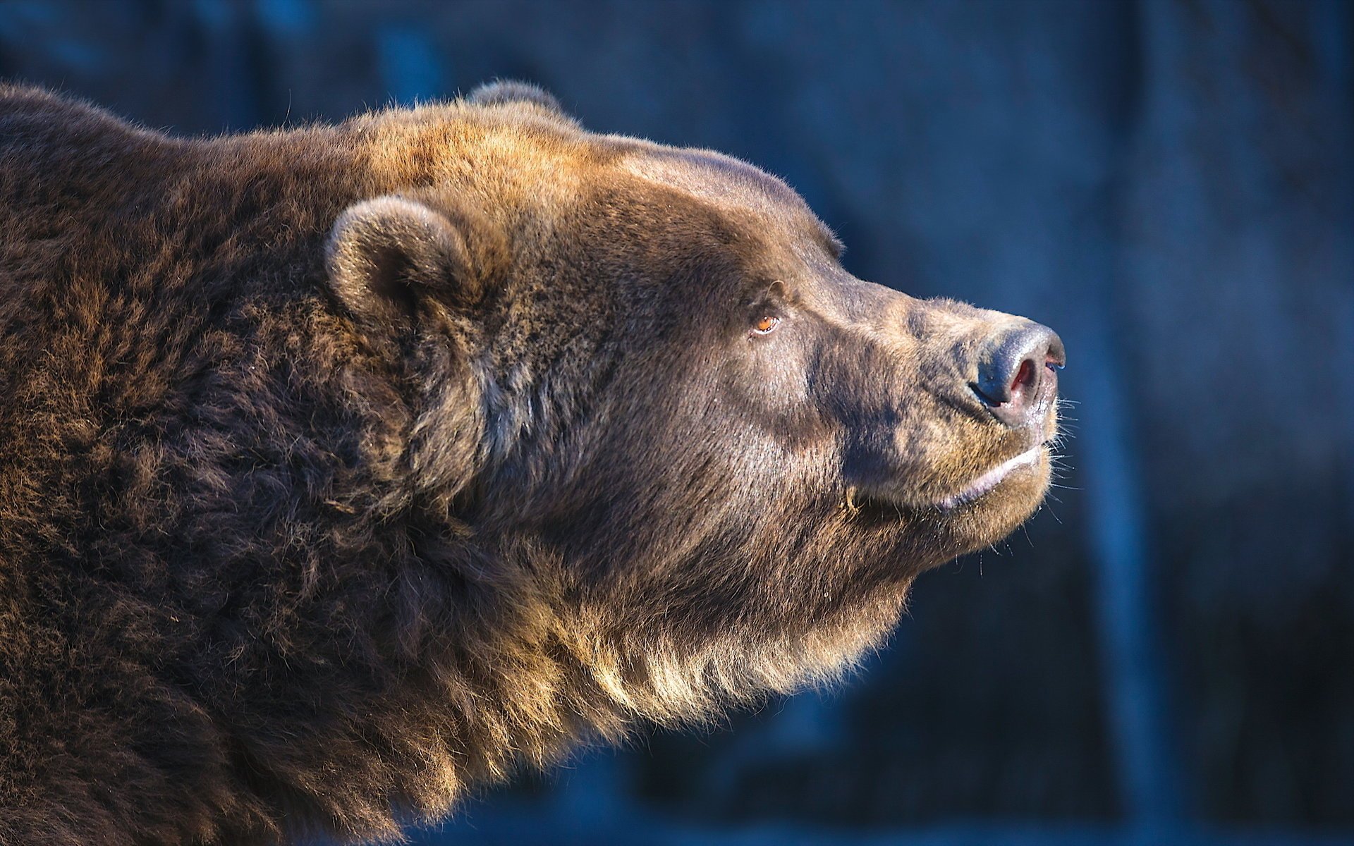 orso marrone sole odore