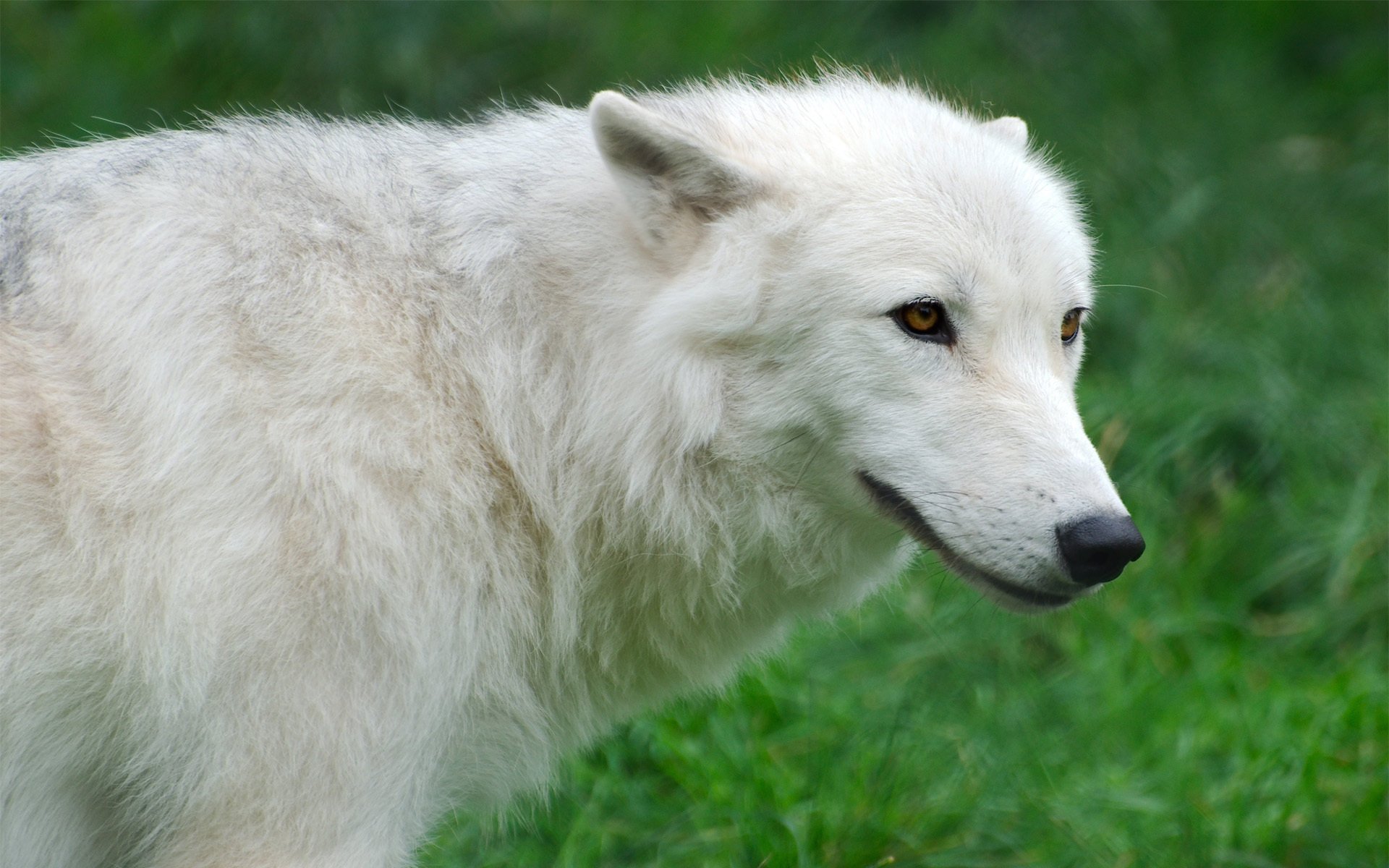 arctic wolf wilk arctic trawa biały