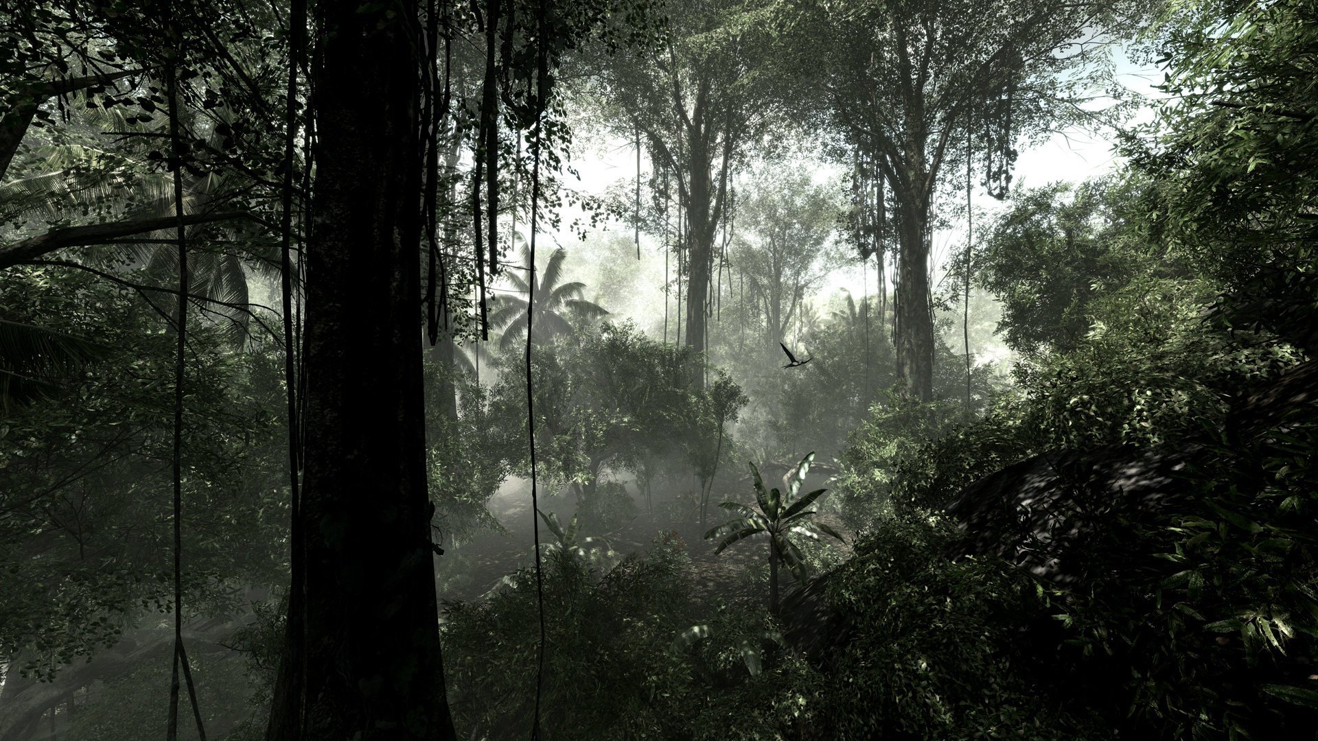 selva lianes forêt tropicale arbres bush jungle