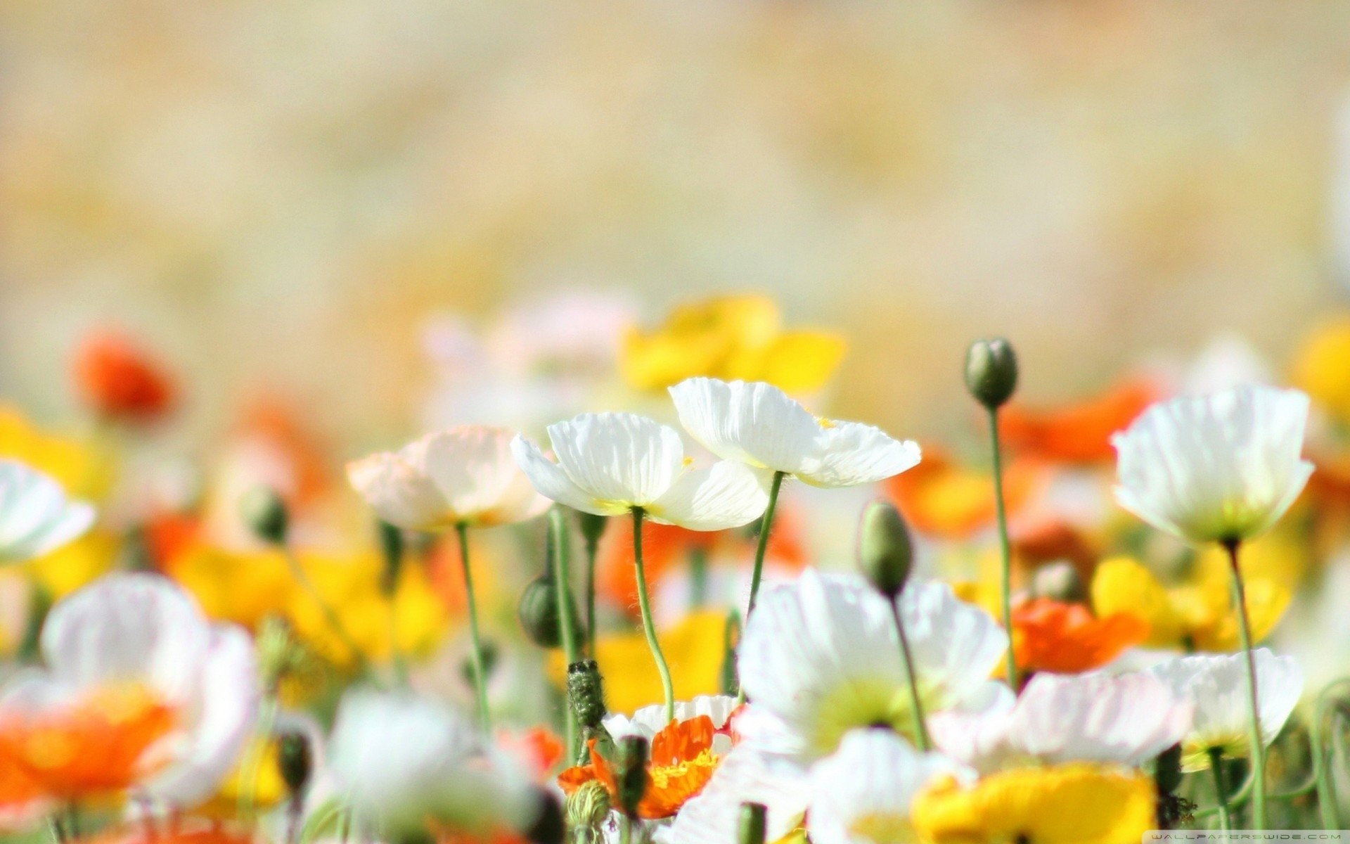 multicolore fleurs