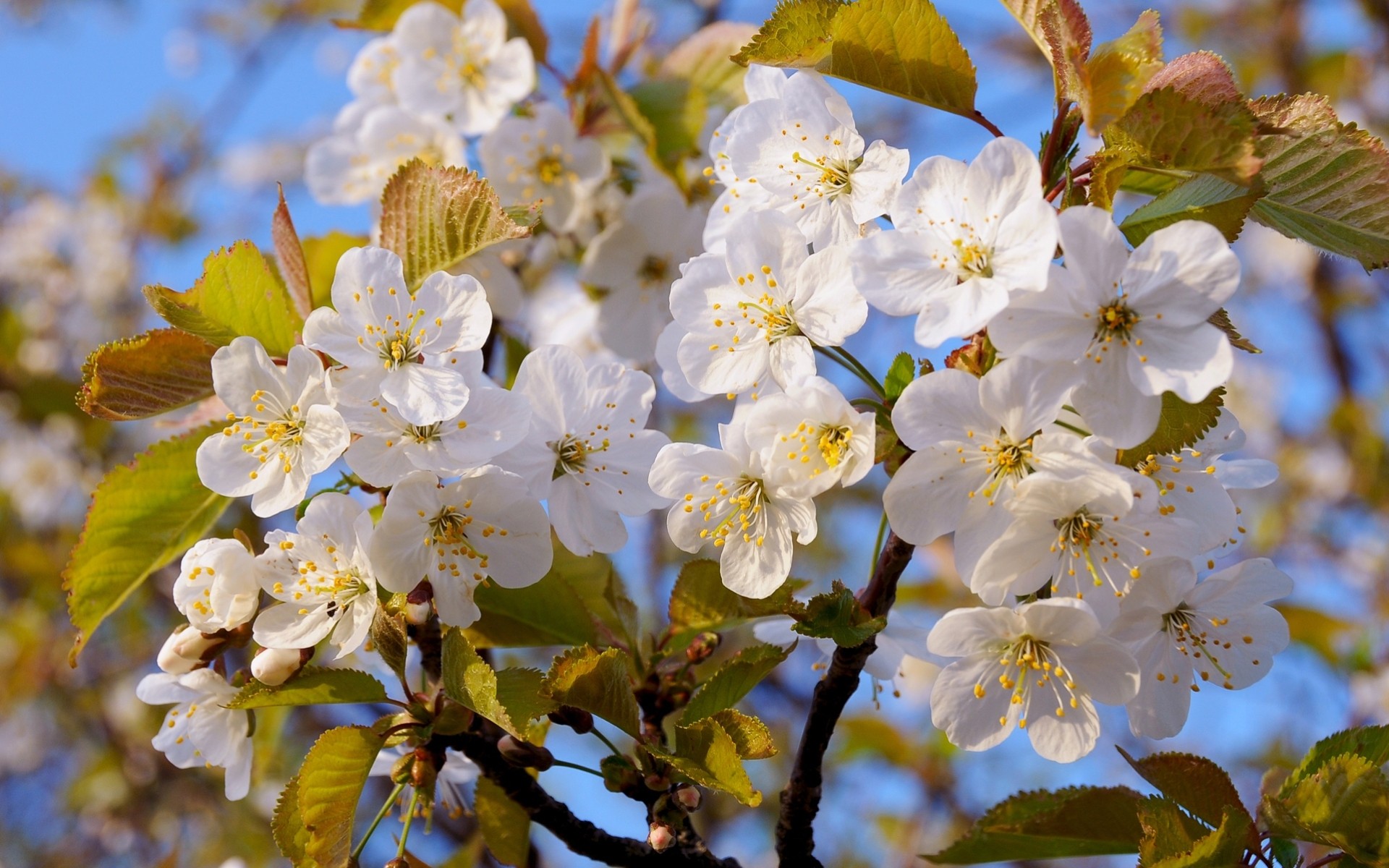 un close up tree flower spring