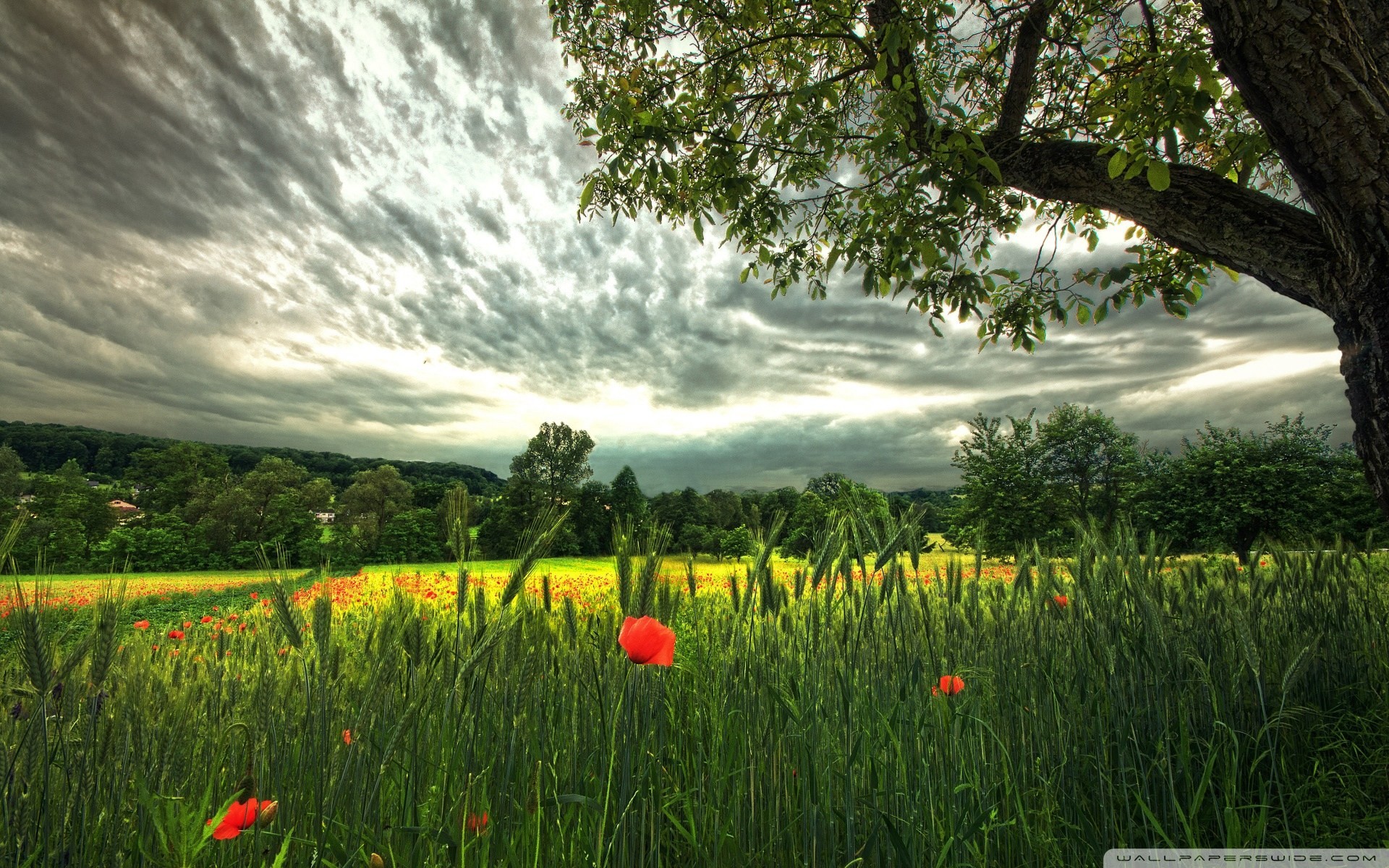 champ paysages été fleurs