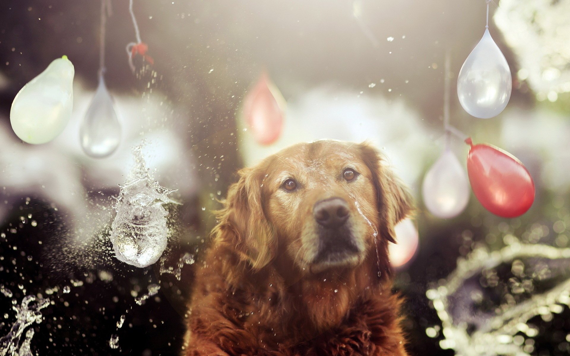 cane situazione vacanza