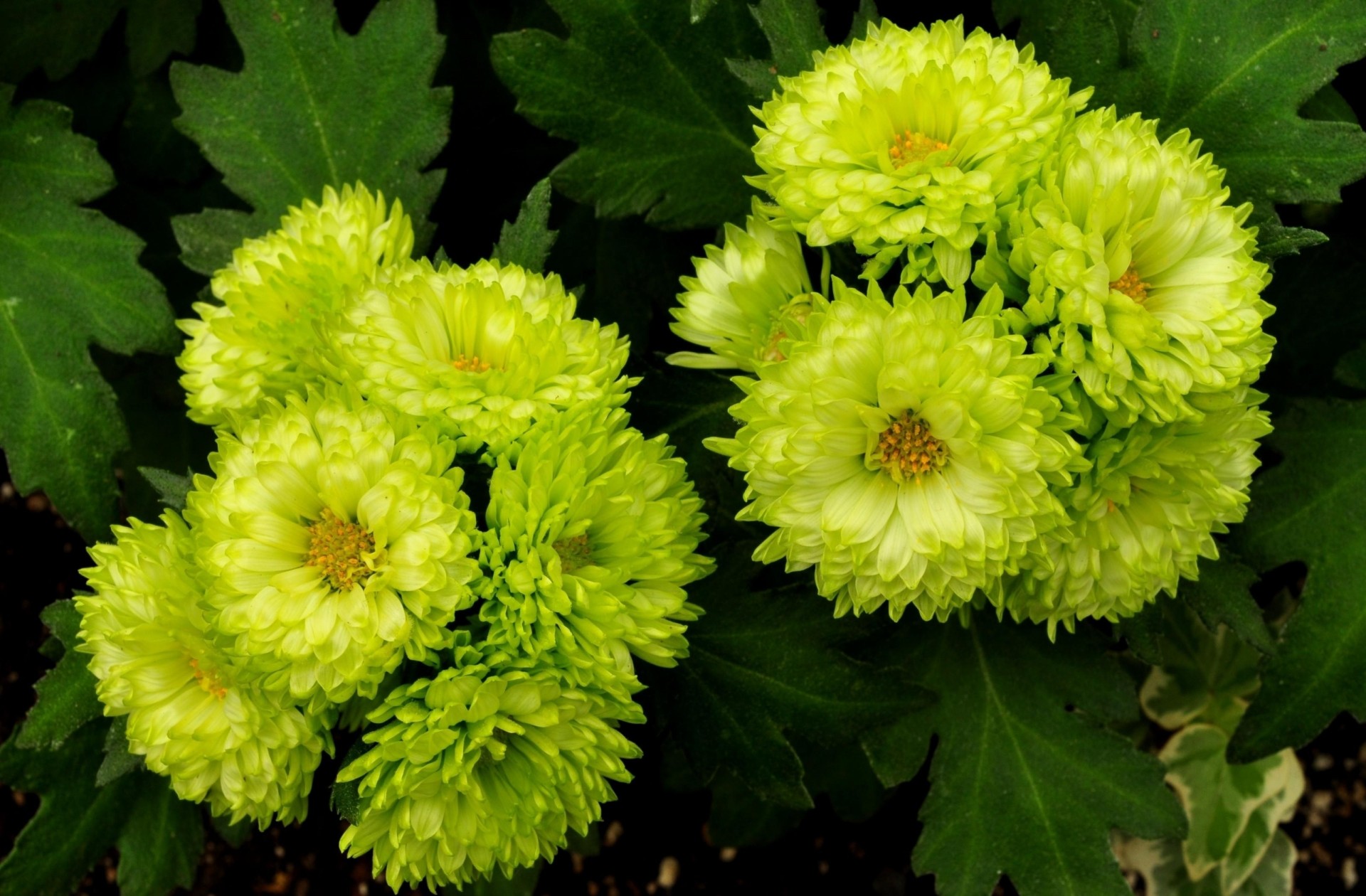 blumenbeet grün blumen astern