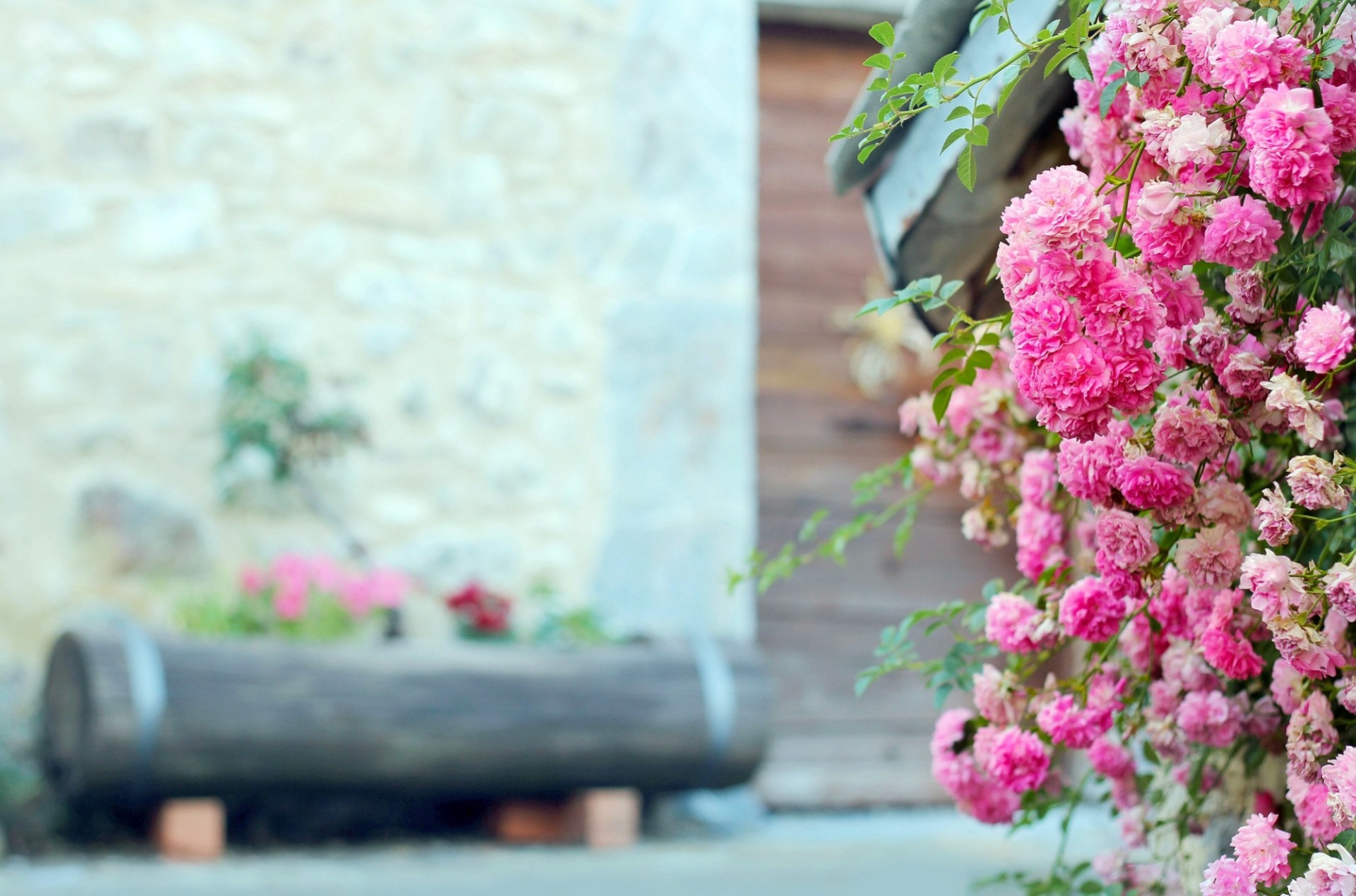 cespuglio rosa fiori rosa tè aiuola tronco