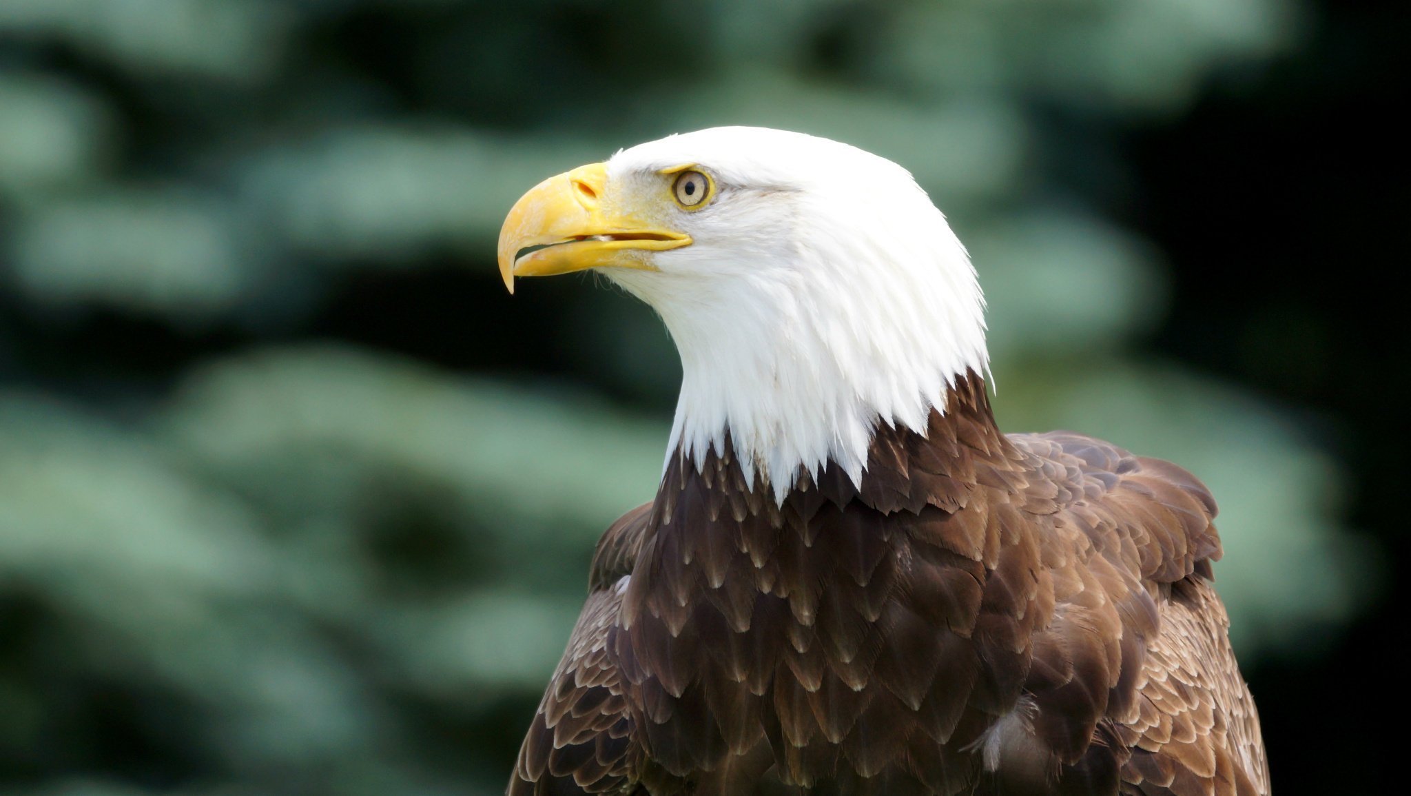 bird bald eagle look bald eagle profile bird