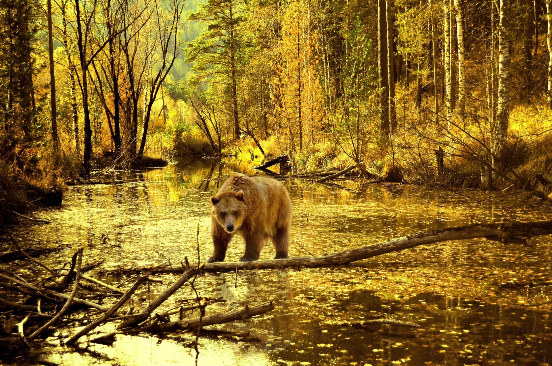 landscape bear forest tree pond autumn