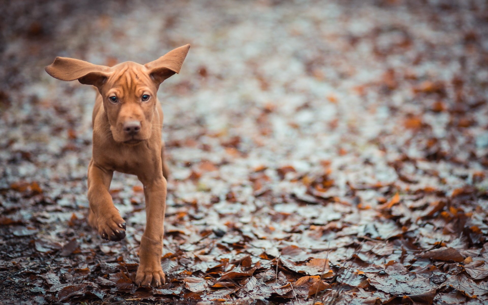 hund hintergrund ohren