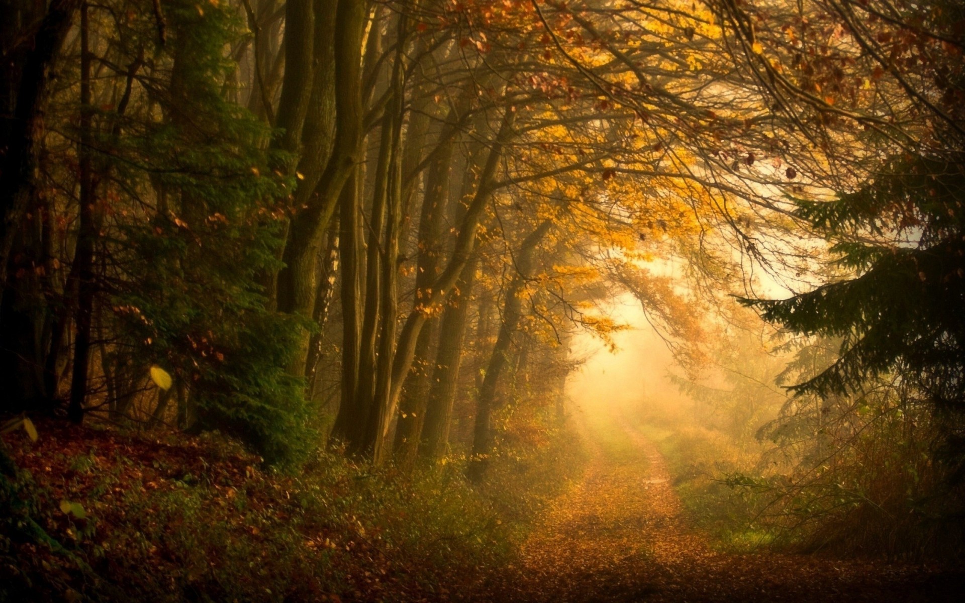 forêt sentier paysages