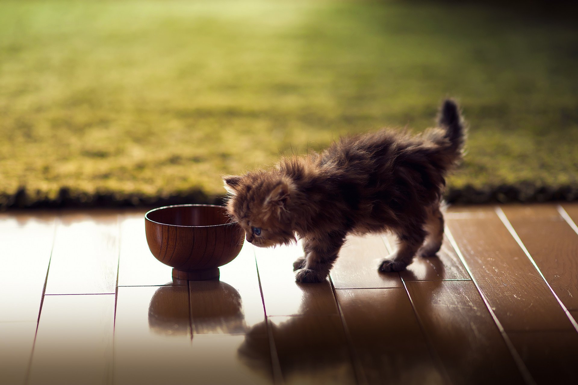 kätzchen daisy ben torode katze parkett teppich schüssel