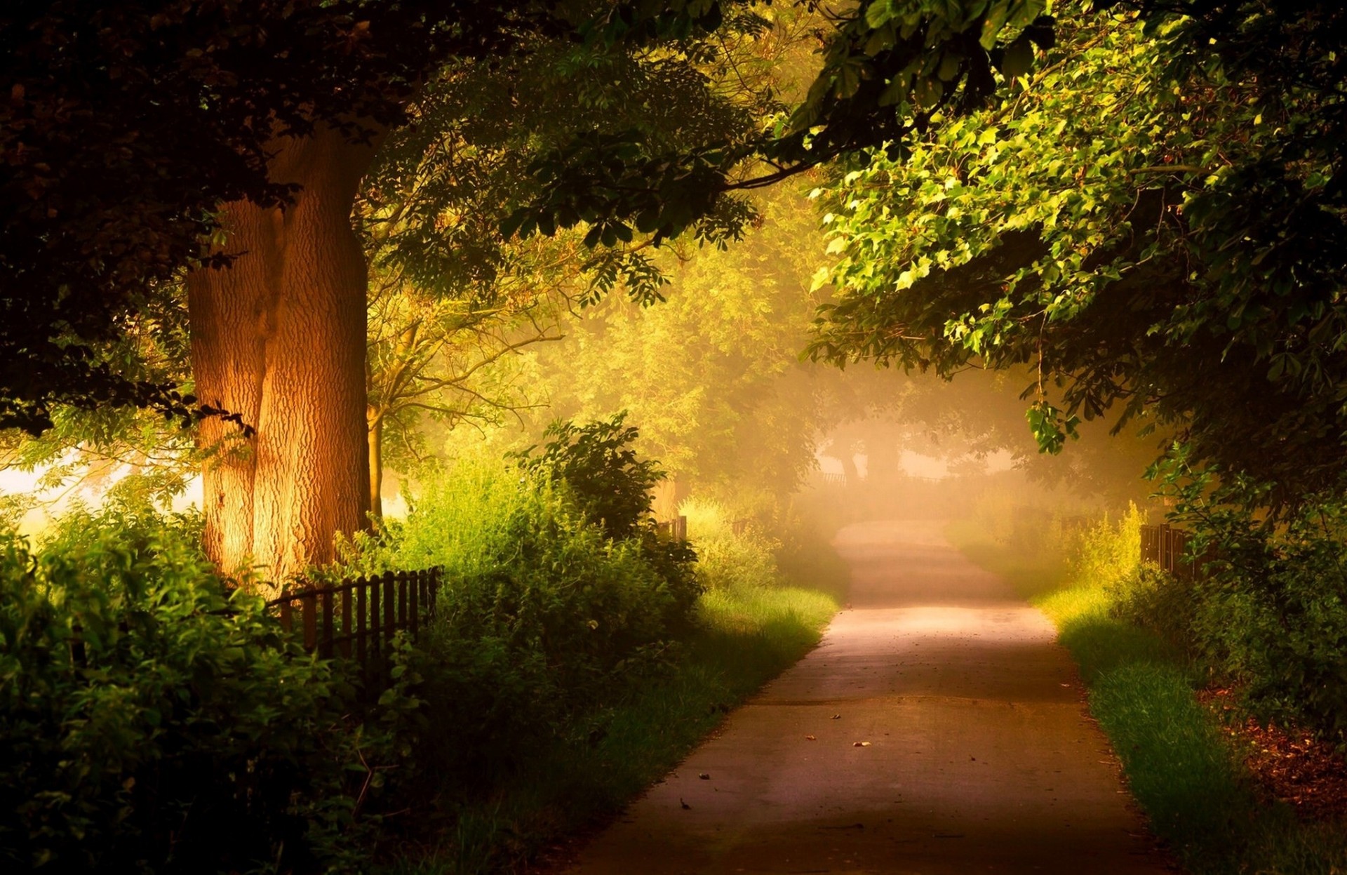 grün straße wald bäume zaun