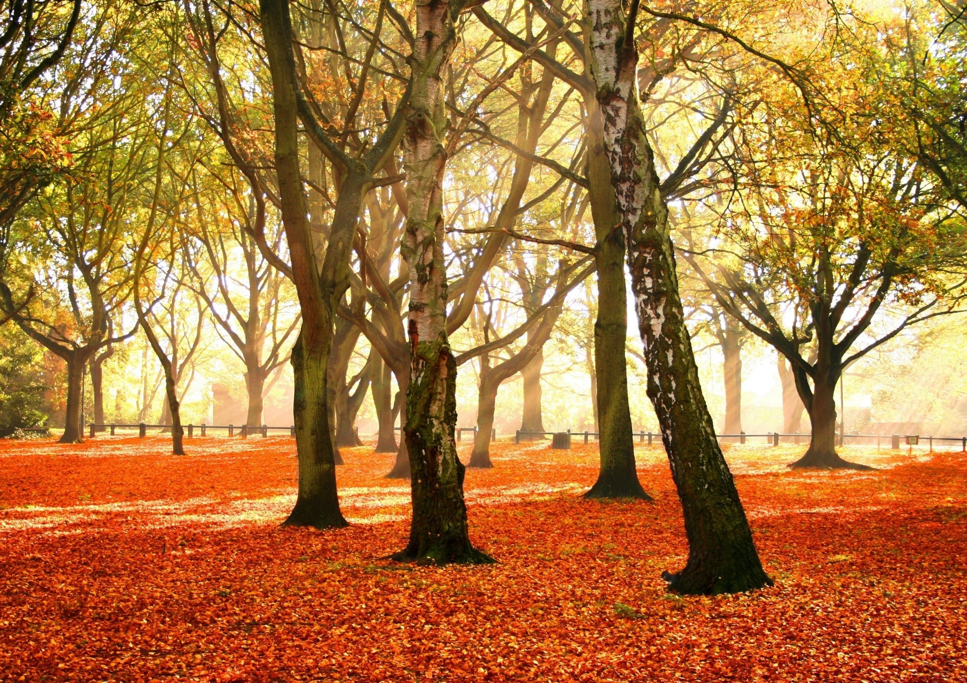 abedul caída de hojas parque octubre otoño alfombra