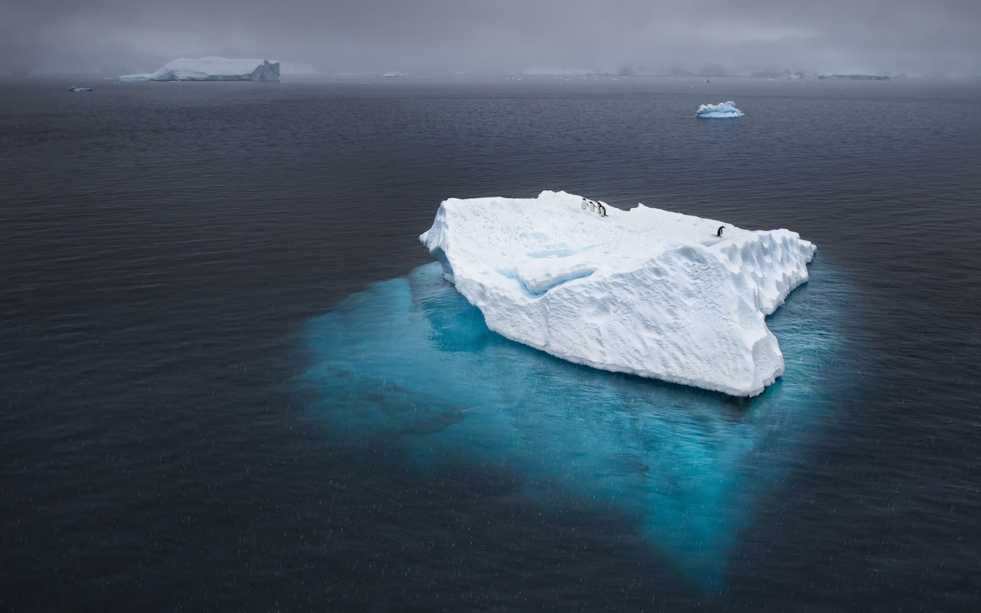 penguins antarctica ocean iceberg