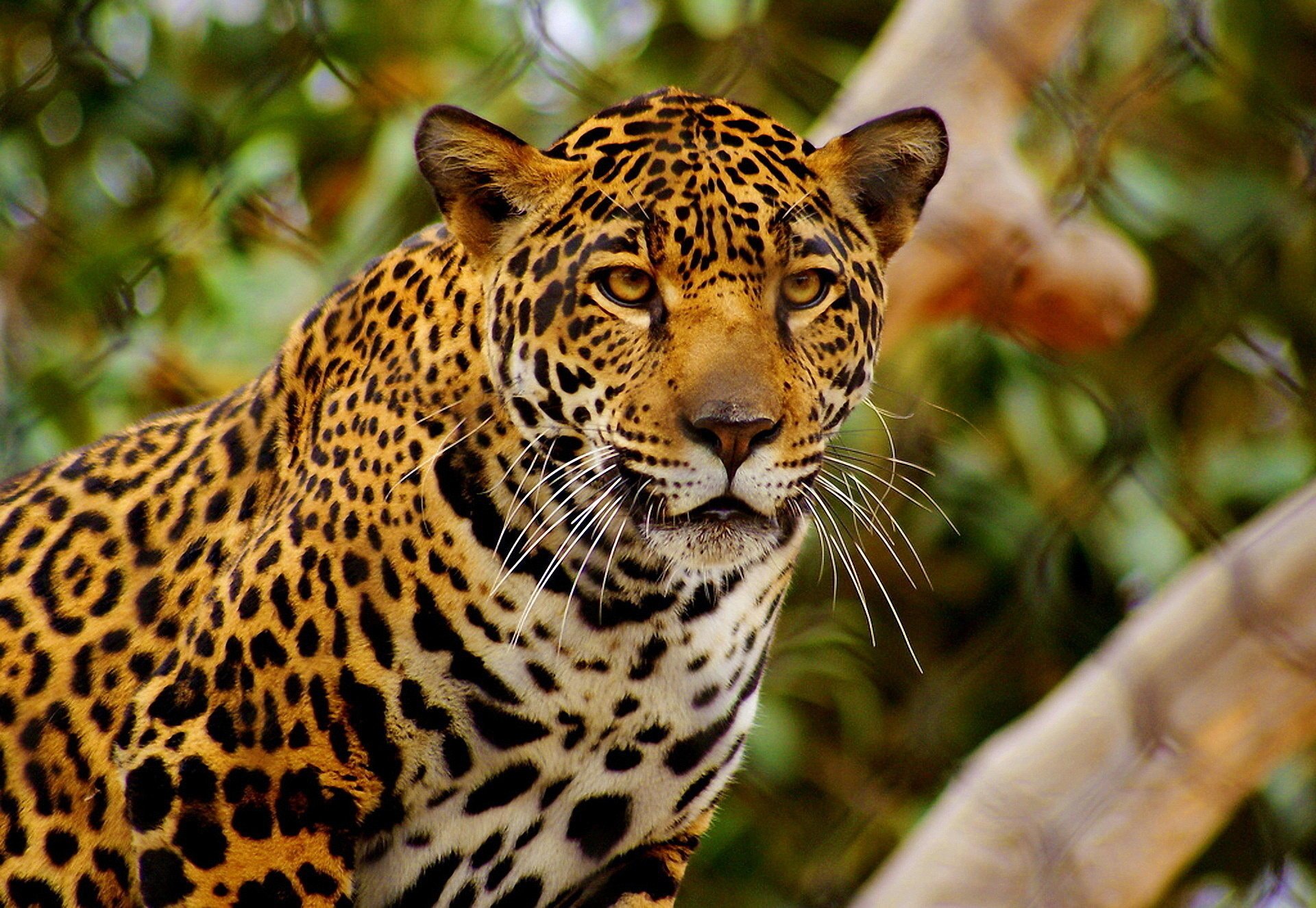 schnurrbart blick ernst schnauze jaguar