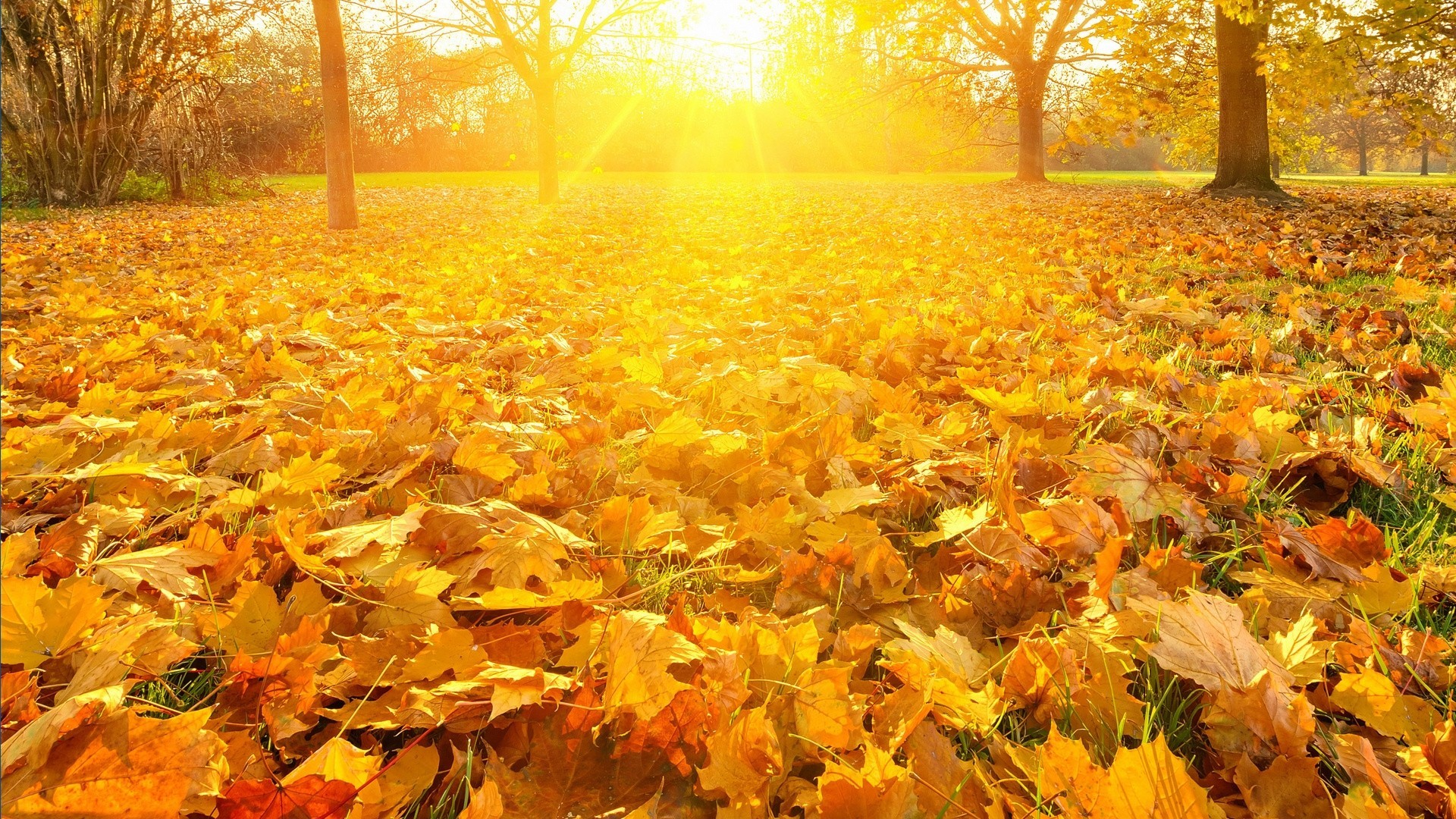 autunno giallo caduta delle foglie