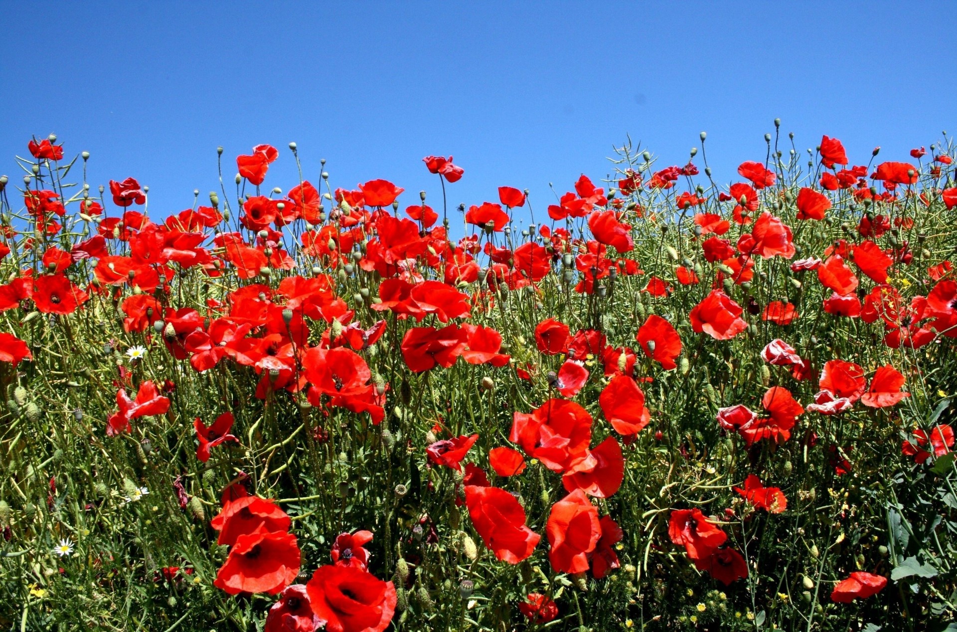 gens verdure été ensoleillé ciel coquelicots