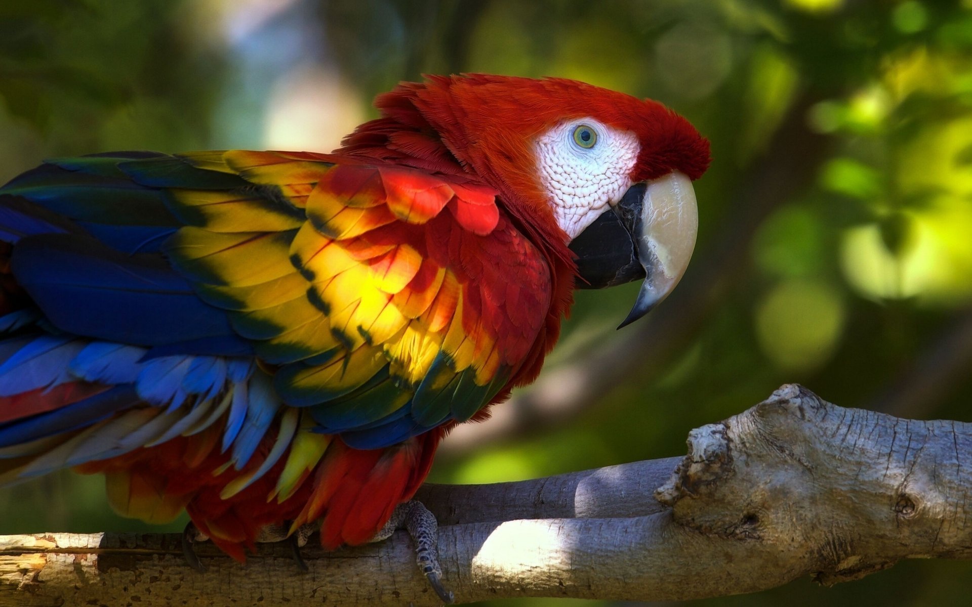 parrot branch bird ara