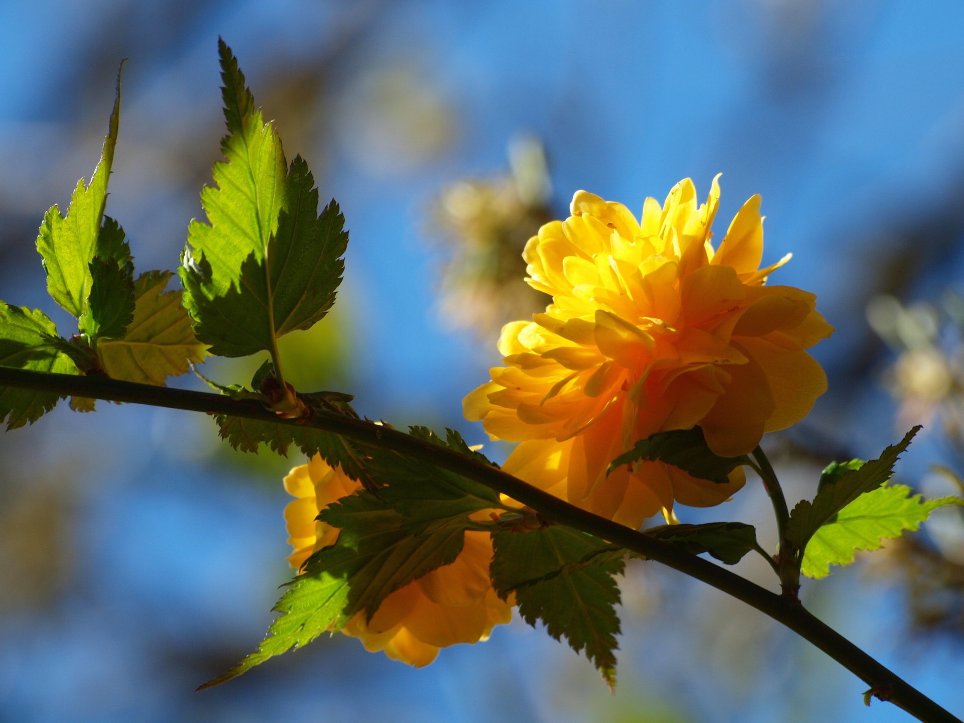 flower branch leaves tree yellow spring petal