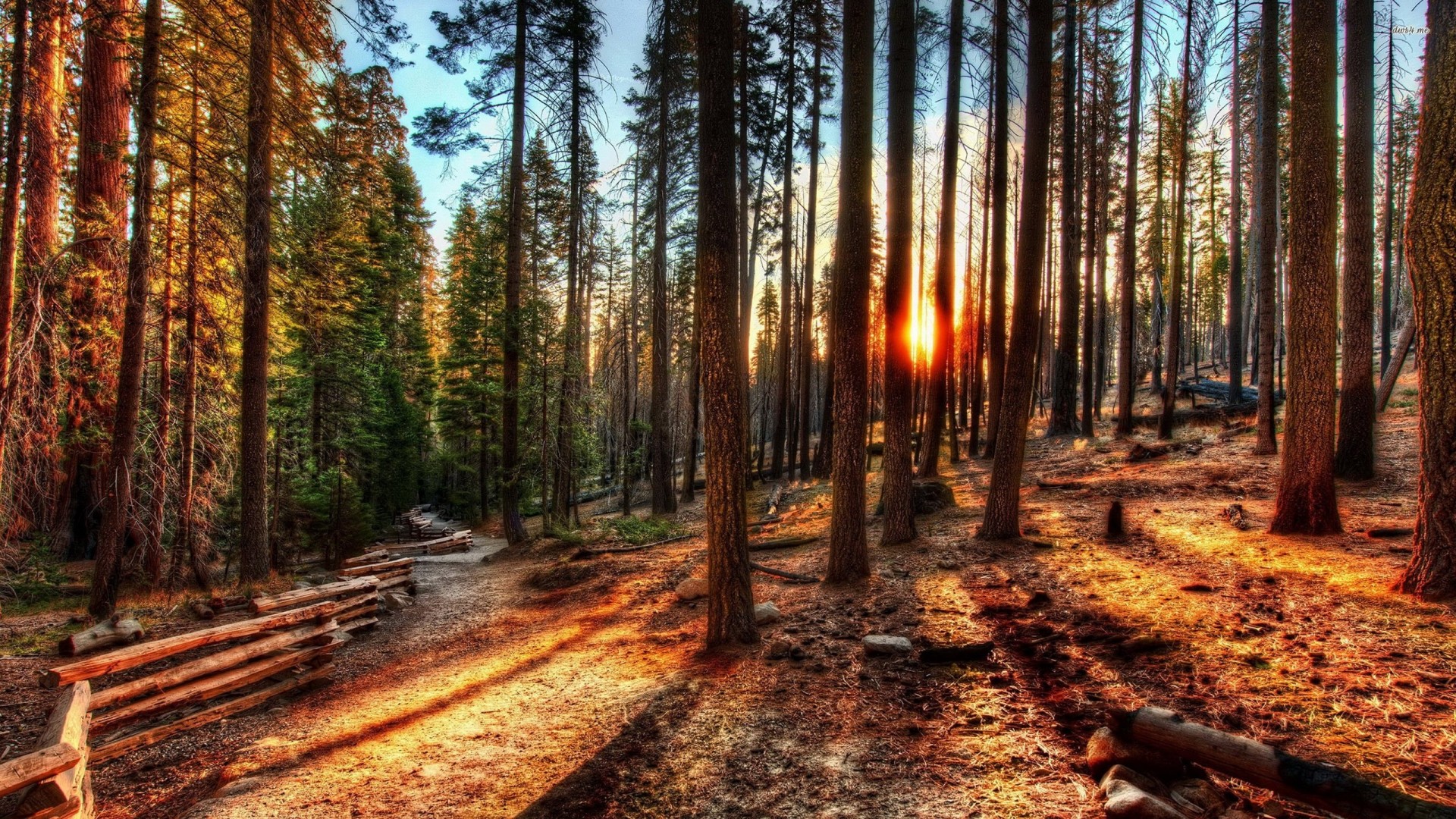 kalifornien yosemite natur wald sonne