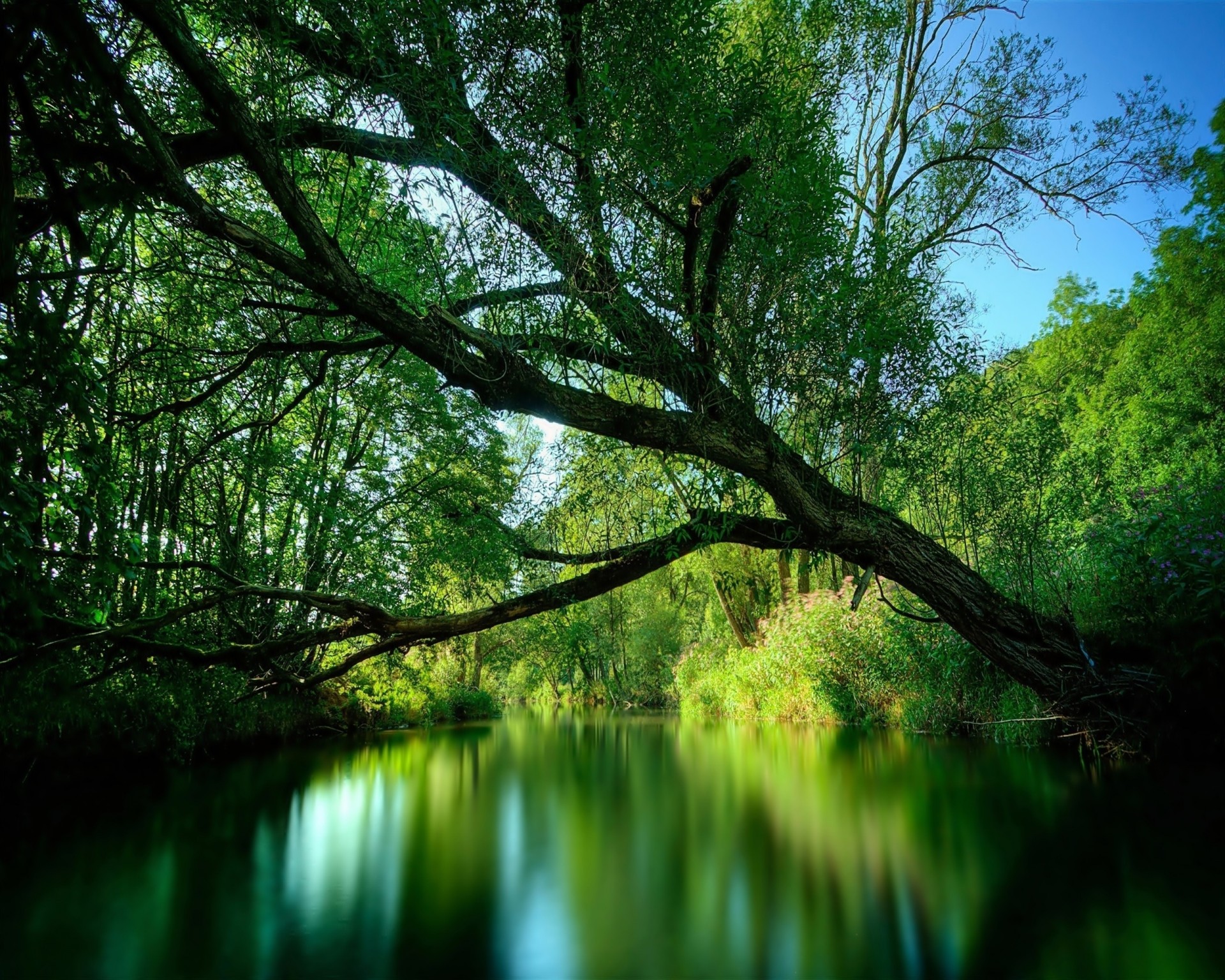 verano río árbol