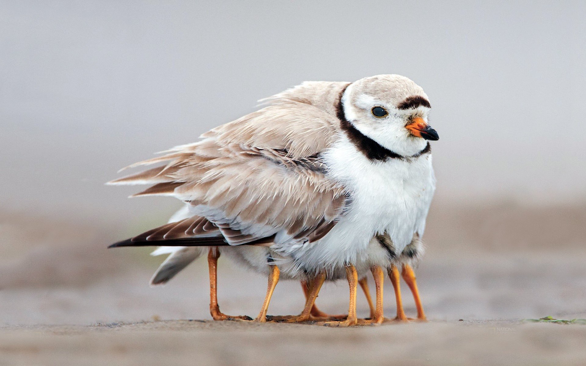 pajarito patas plumas familia calor familia polluelos