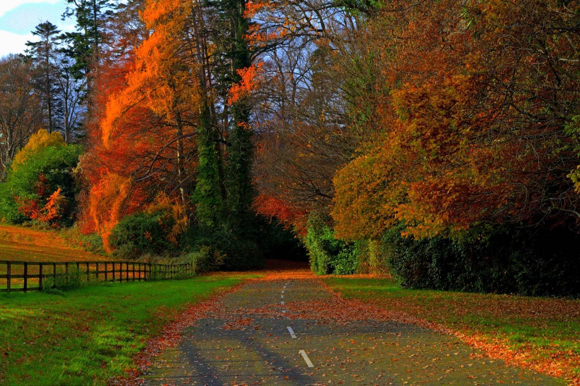 multicolore campo strada natura palme foresta foglia autunno sentiero