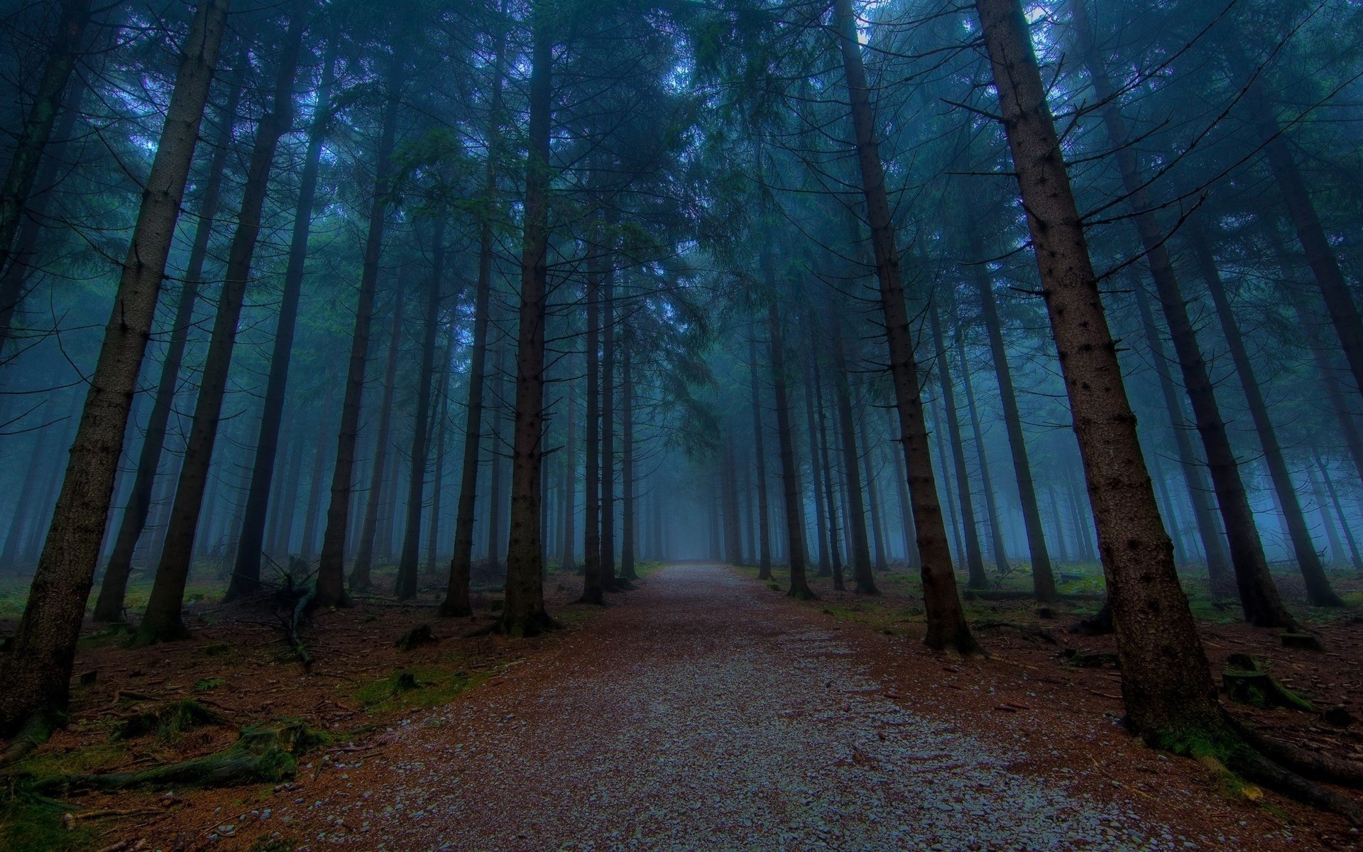 straße nebel wald bäume natur