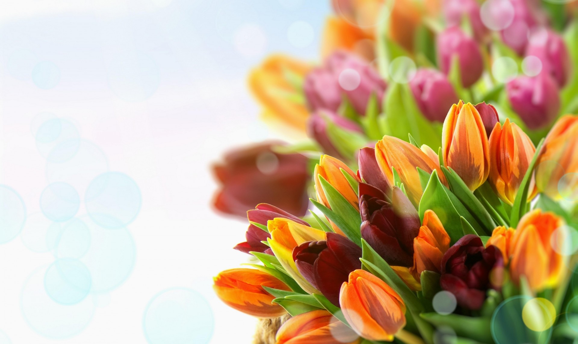 gros plan tulipes fleurs multicolore