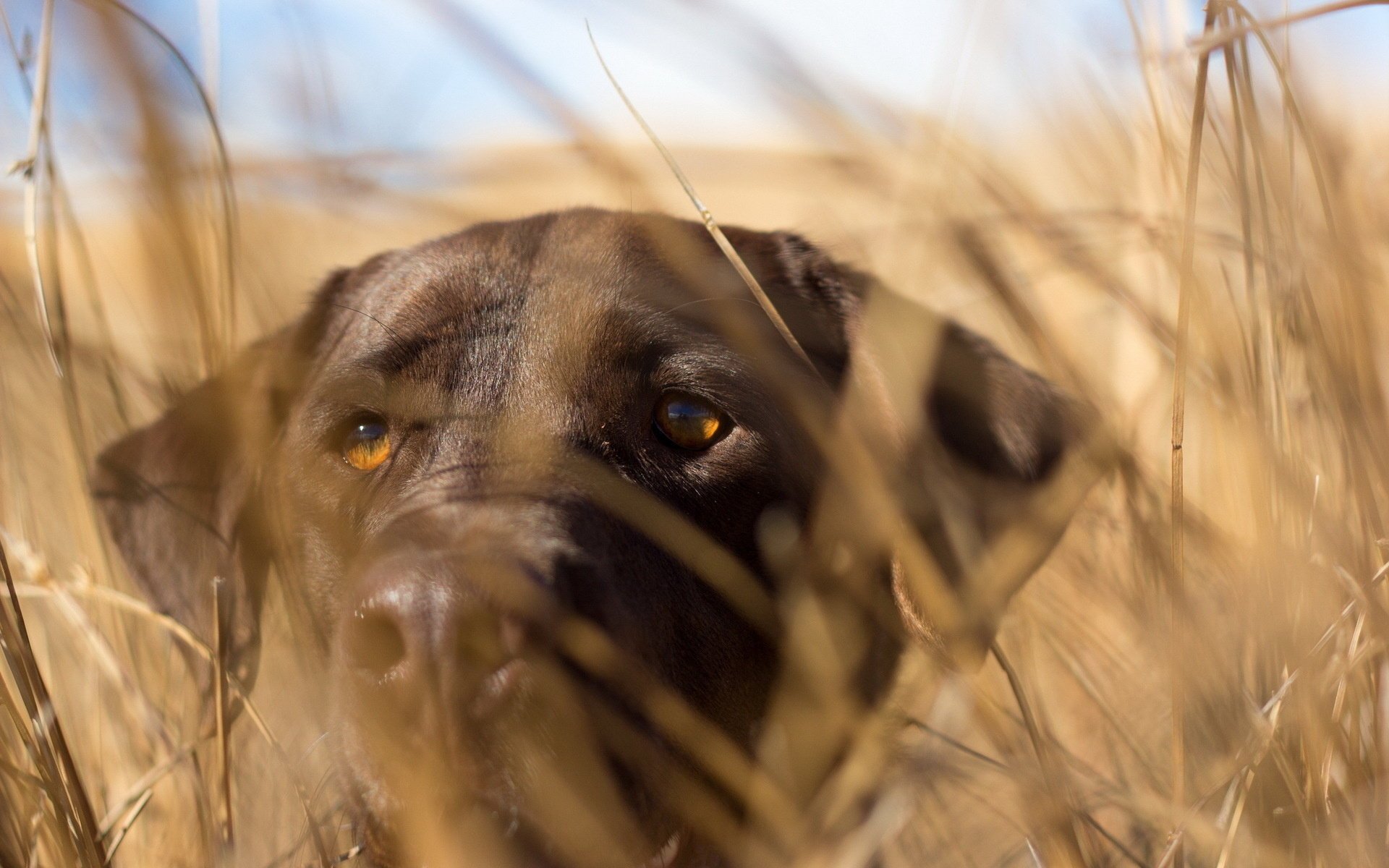 perro fondo mirada