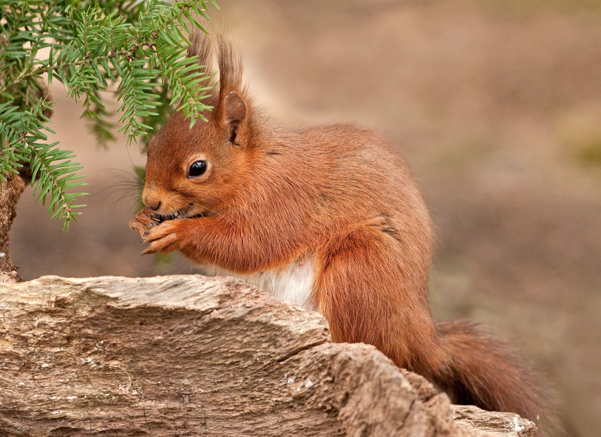 eichhörnchen zierlich flauschig rotschopf