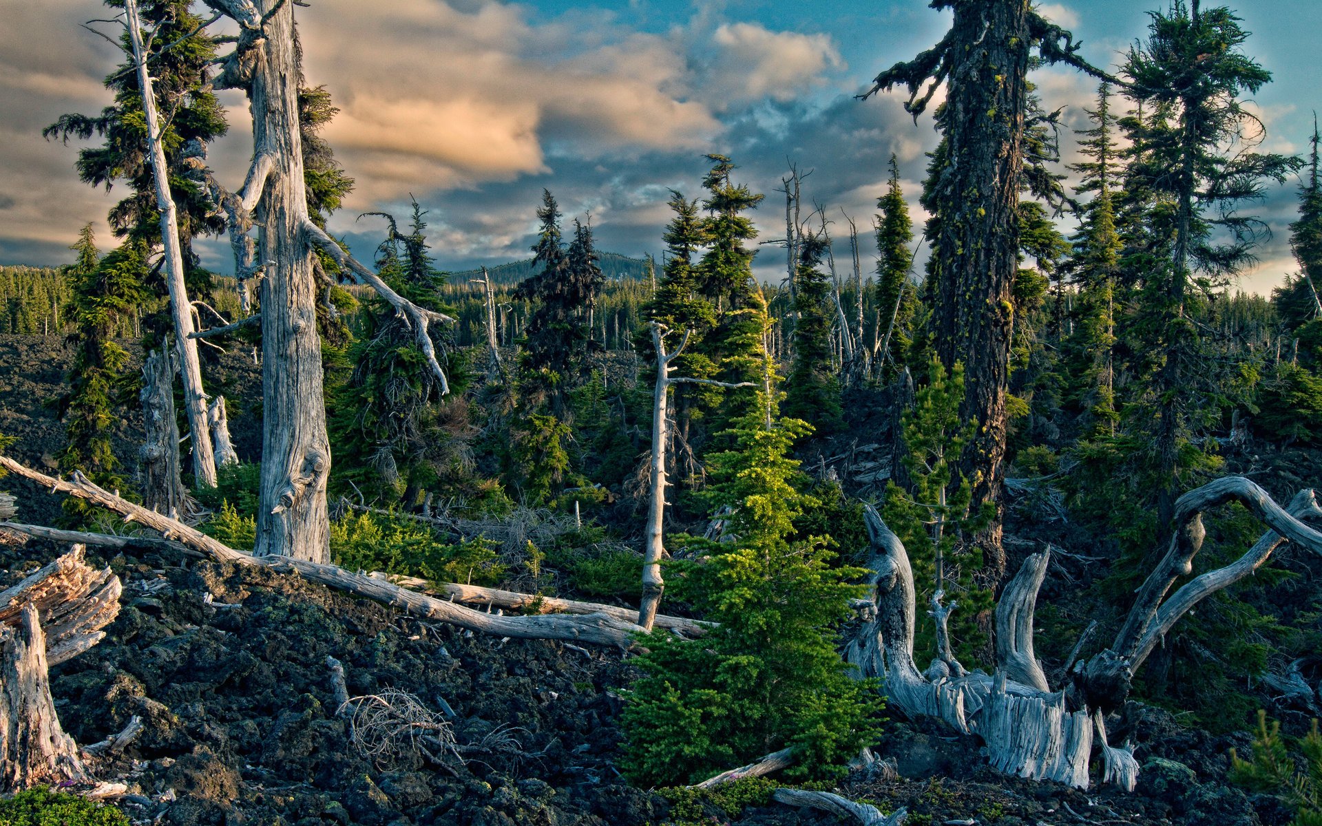 nature driftwood the sky mountains forest