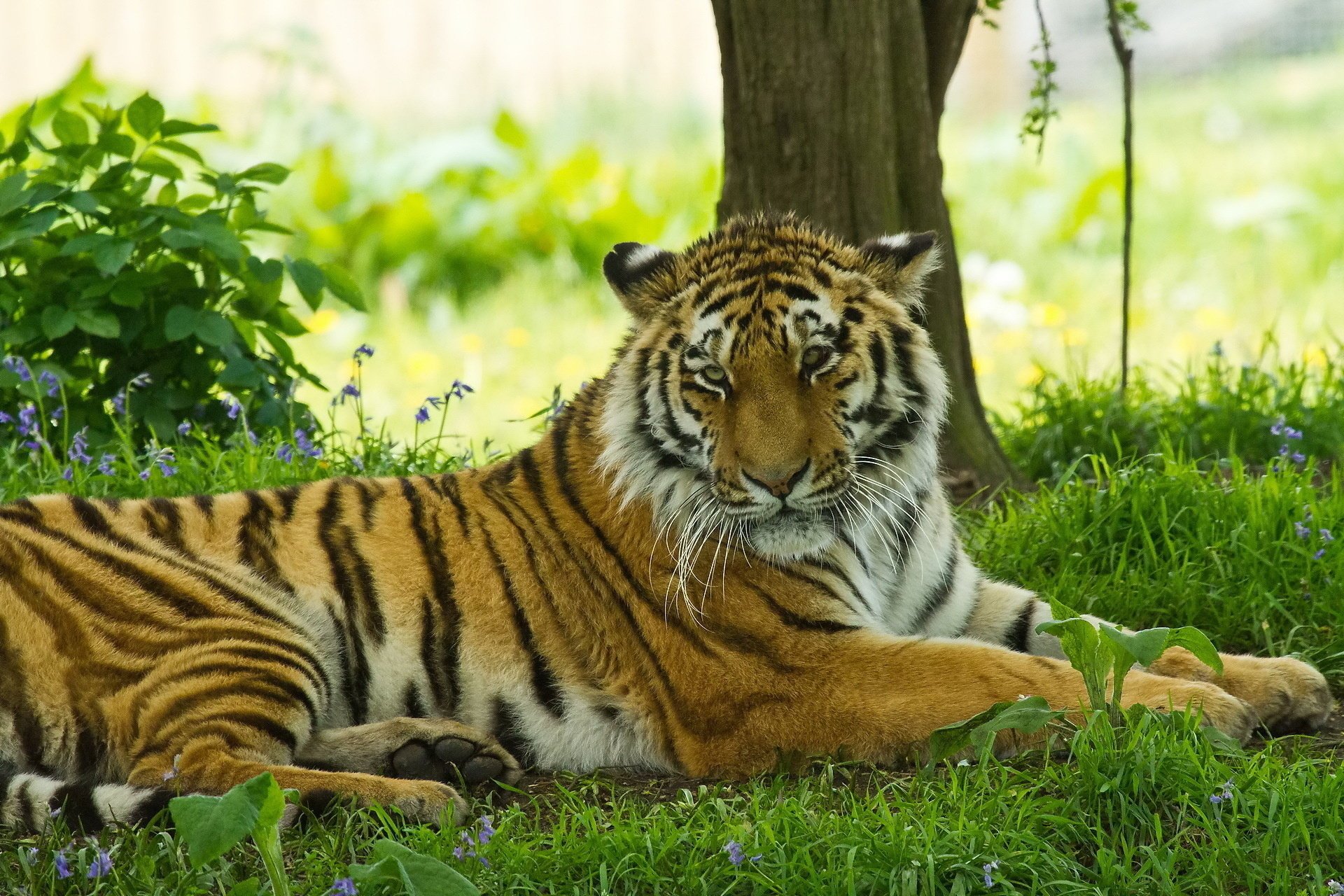 gatto dai capelli tigre ombra muso erba baffi riposo