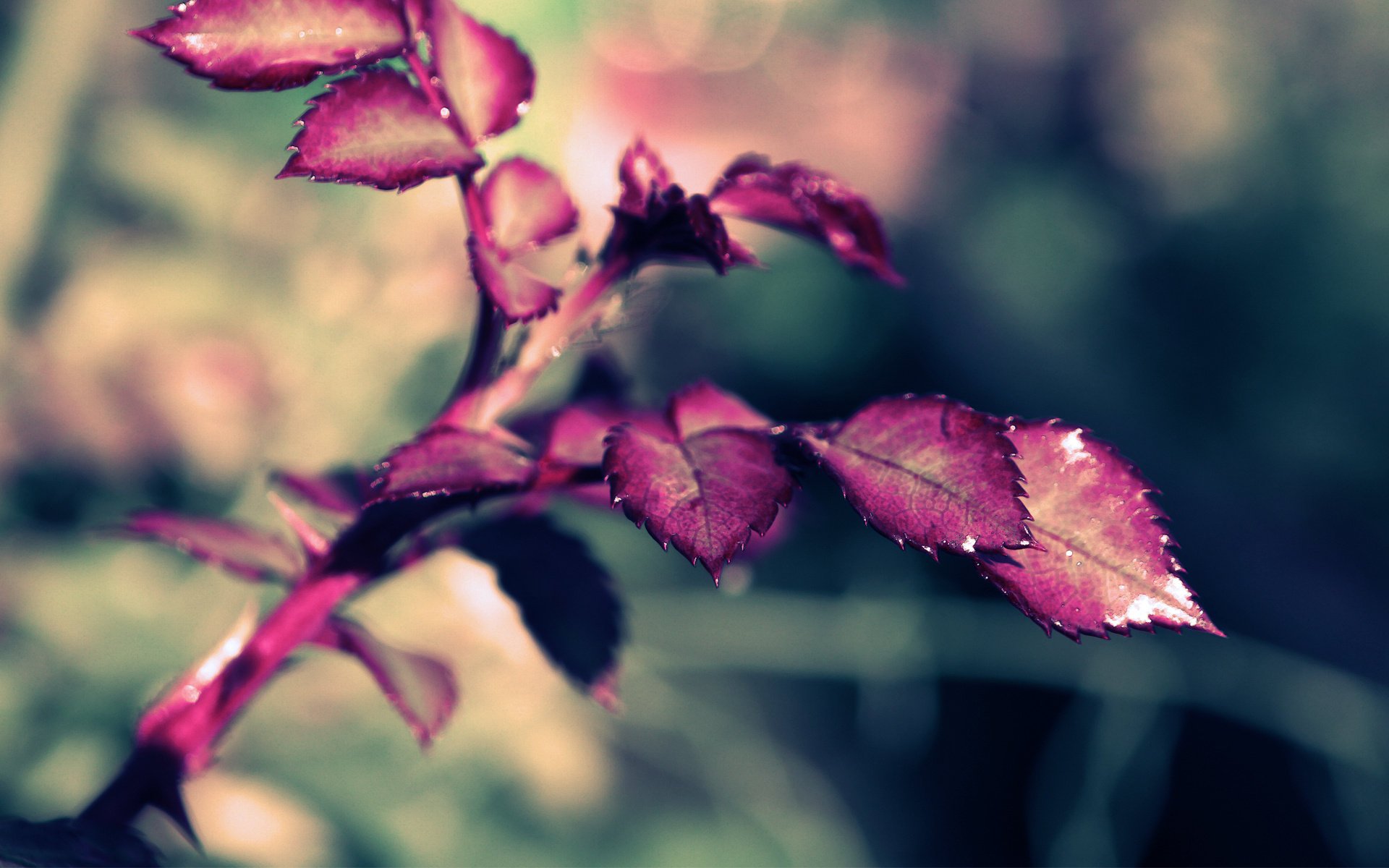 leaves rose gałązka róża xpand makro