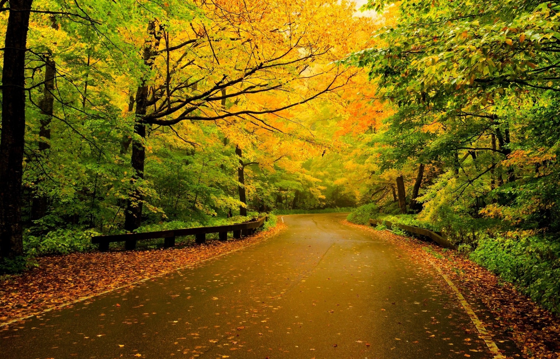 heet colored road nature forest palm autumn path paint tree walk