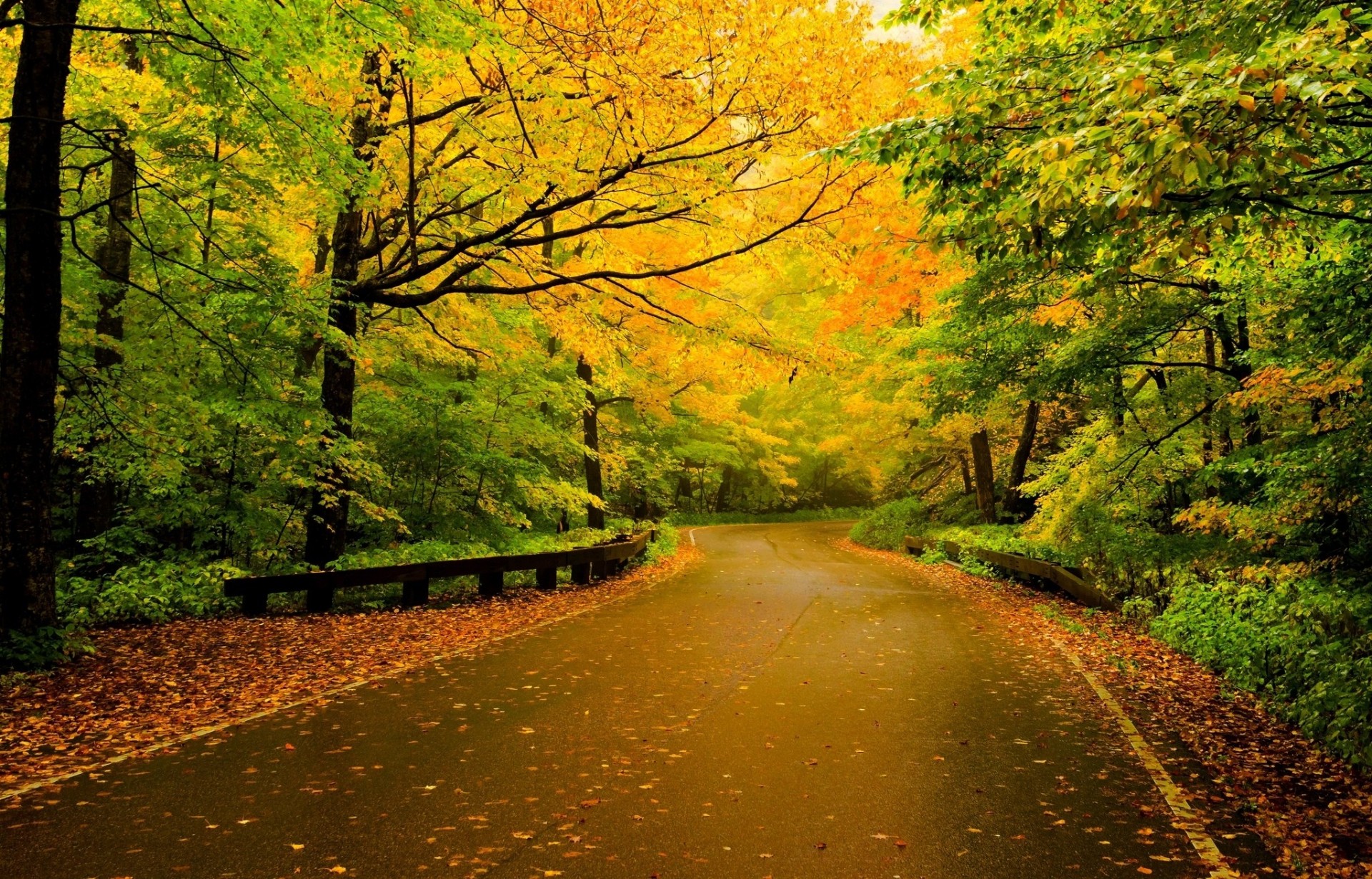 feuille multicolore route nature forêt palmiers automne sentier peinture arbres promenade