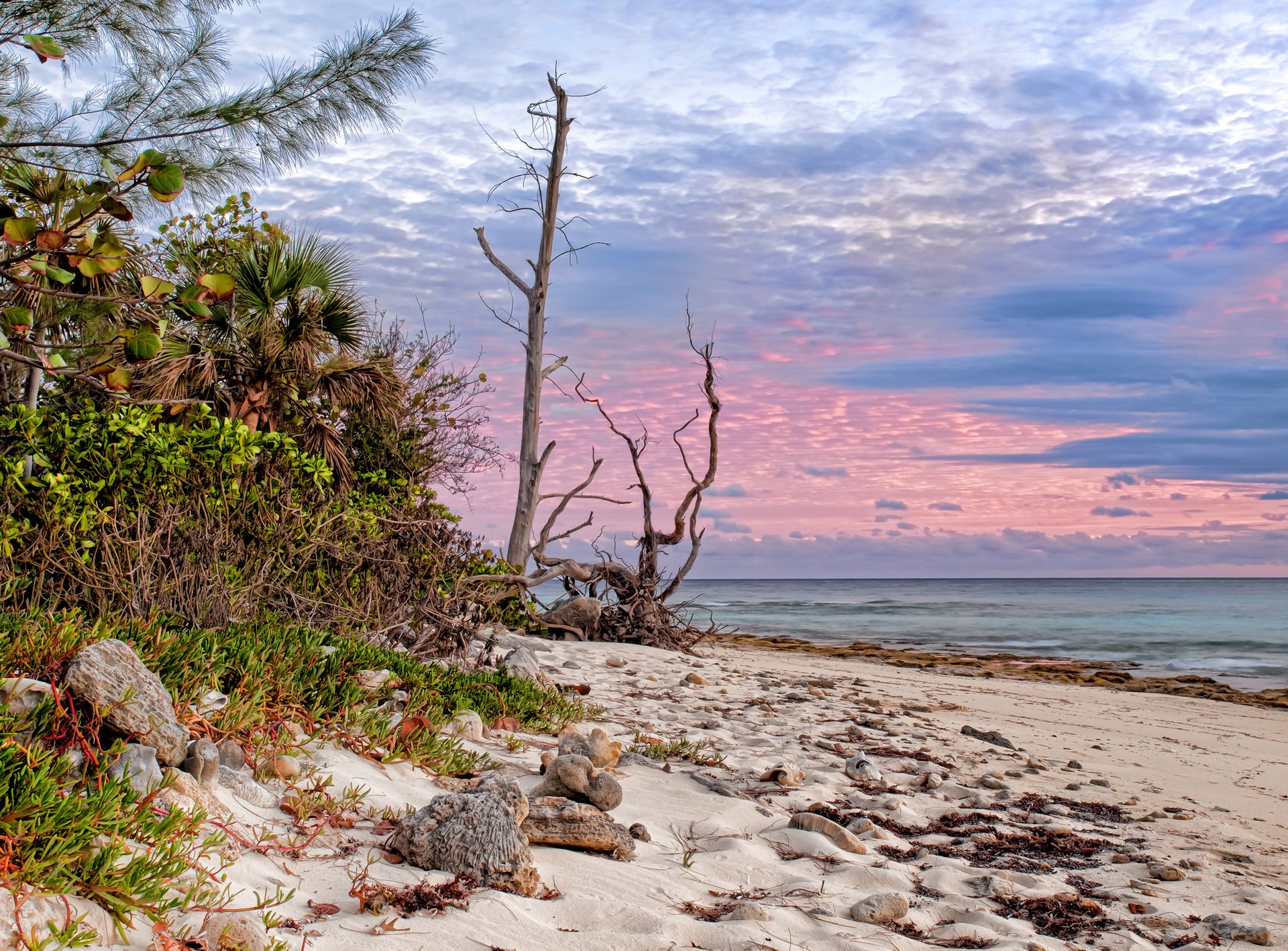 ea sand clouds coast dry trees palm tree