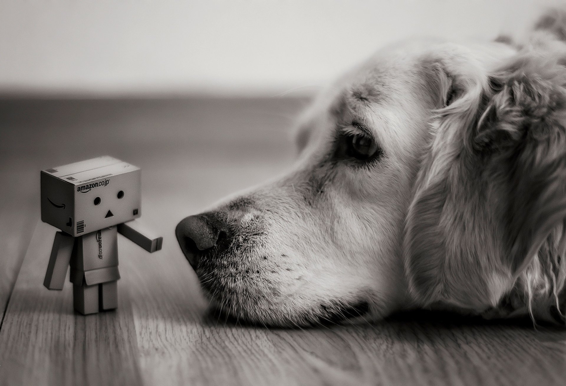 cane danbo scatole amazon si trova vista scatola