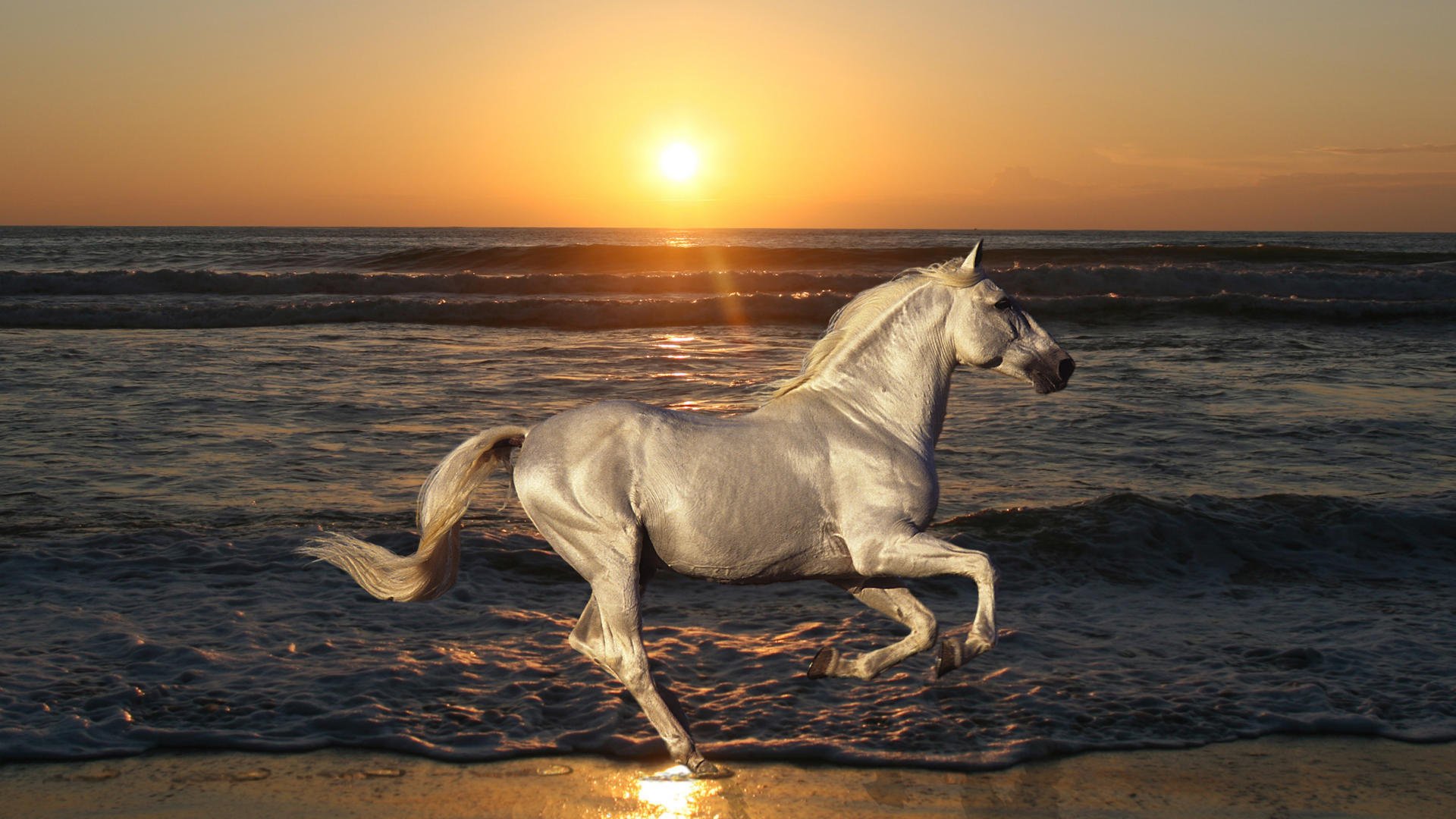 horse stallion animals horse galloping sea nature