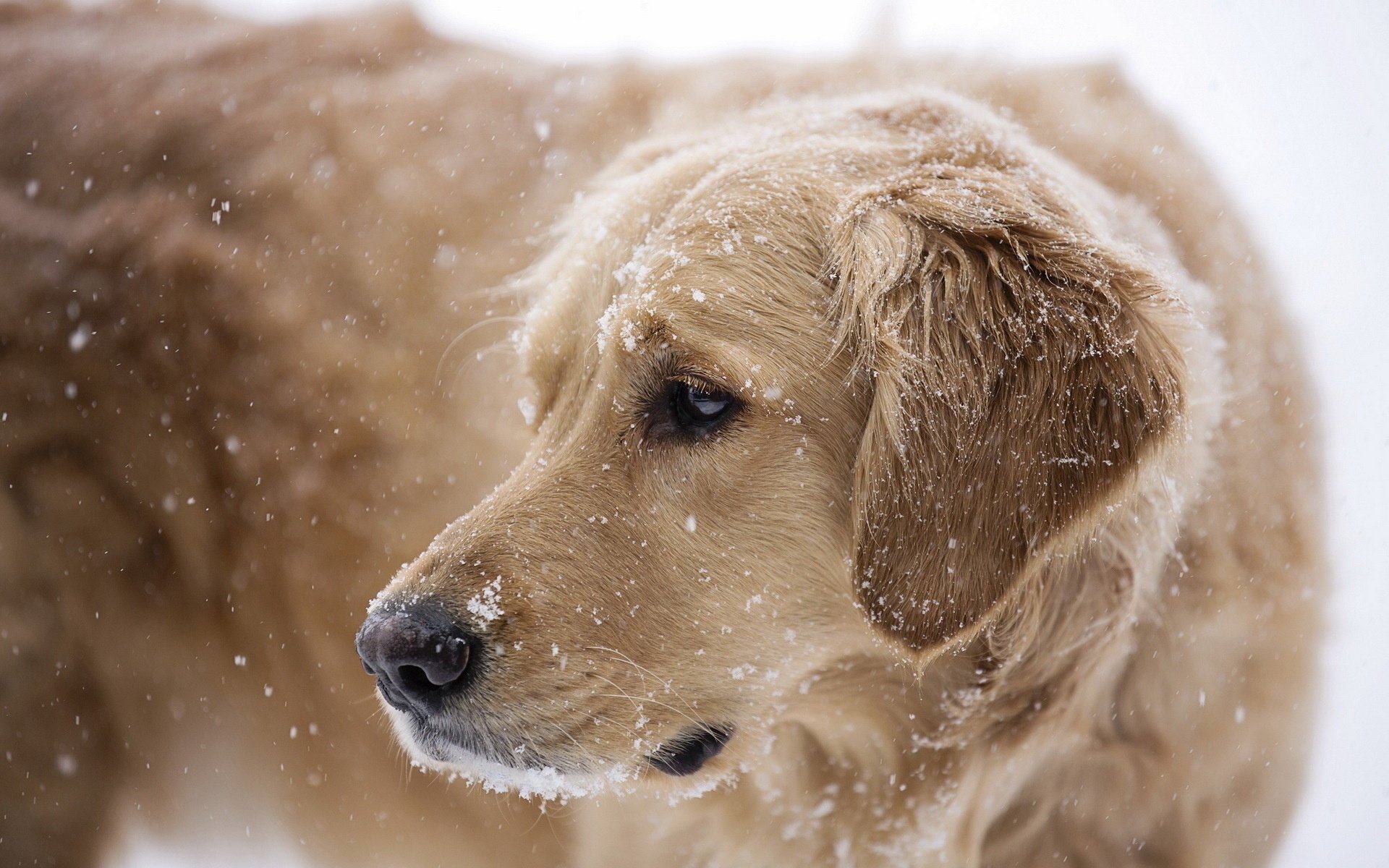 dog each snow