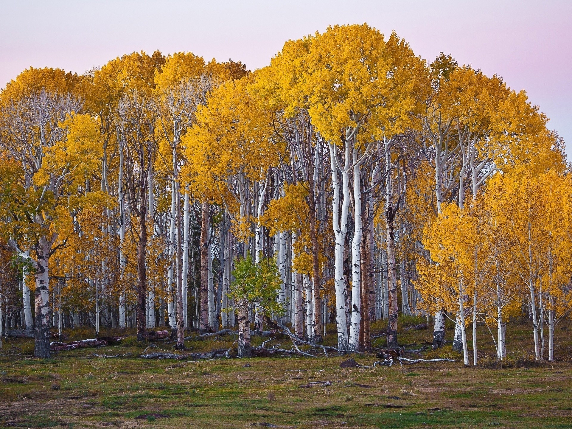 autunno betulla boschetto