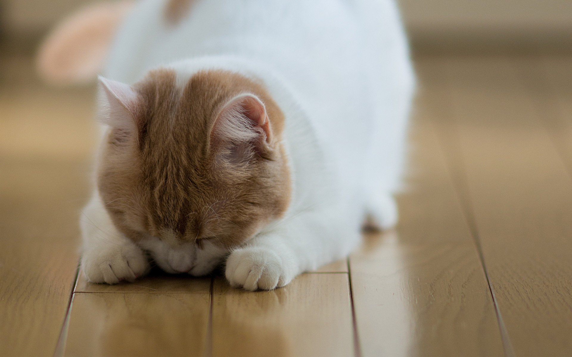 hannah boden katze c ben torode parkett schläft