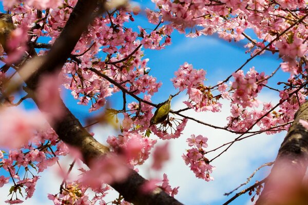 El suave despertar de Sakura del sueño