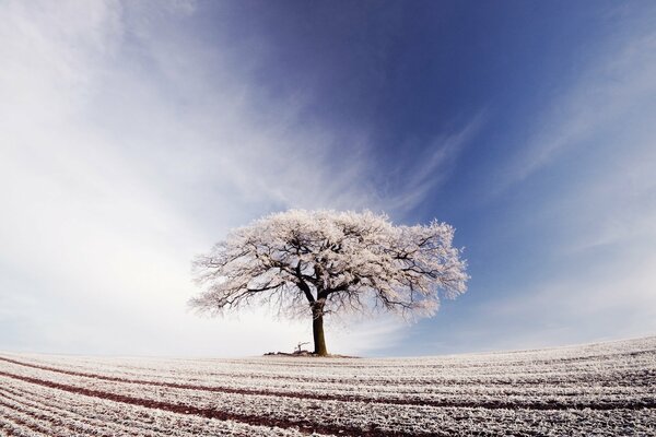 Arbre et champ dans le givre