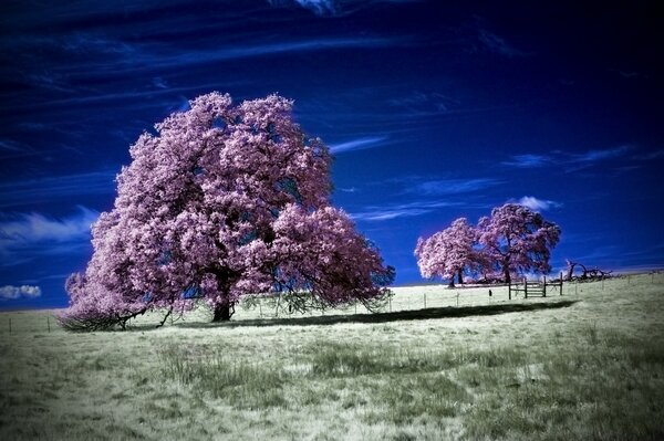 Alberi su uno sfondo di cielo blu