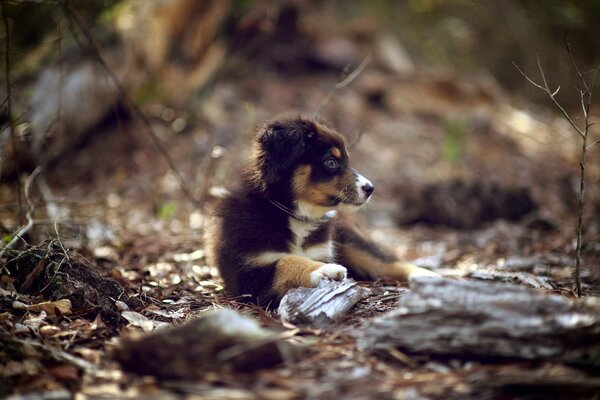 A puppy lost in the forest