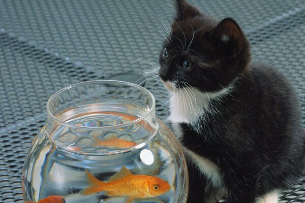 Chaton garde le poisson rouge dans l aquarium