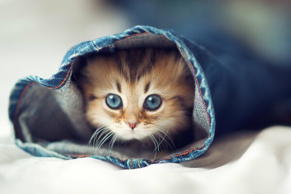 Petit chaton a grimpé en jeans